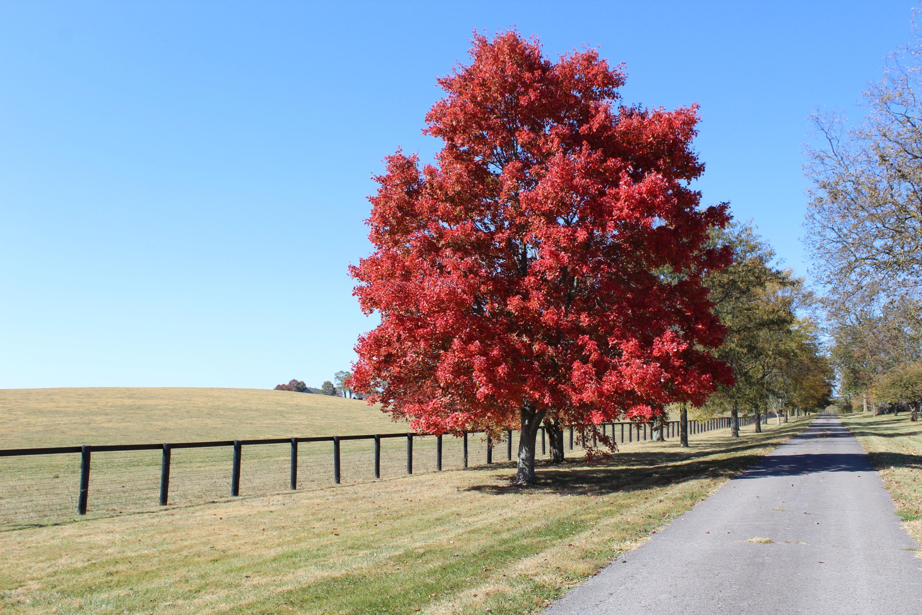 491 Elizabeth Station Road Paris, KY 40361 - Photo 8 of 20 IMG_2697