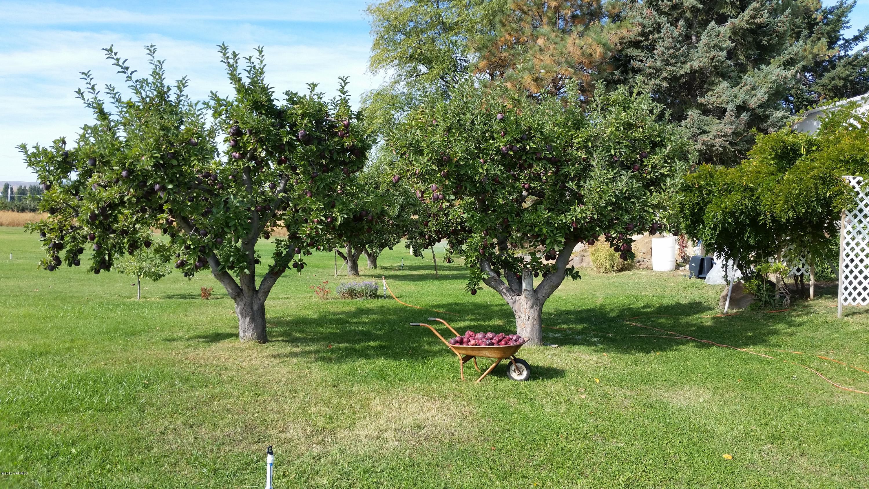 2211 Rosenkranz Road Tieton, WA 98947 - Photo 8 of 29 a view of a park with large trees