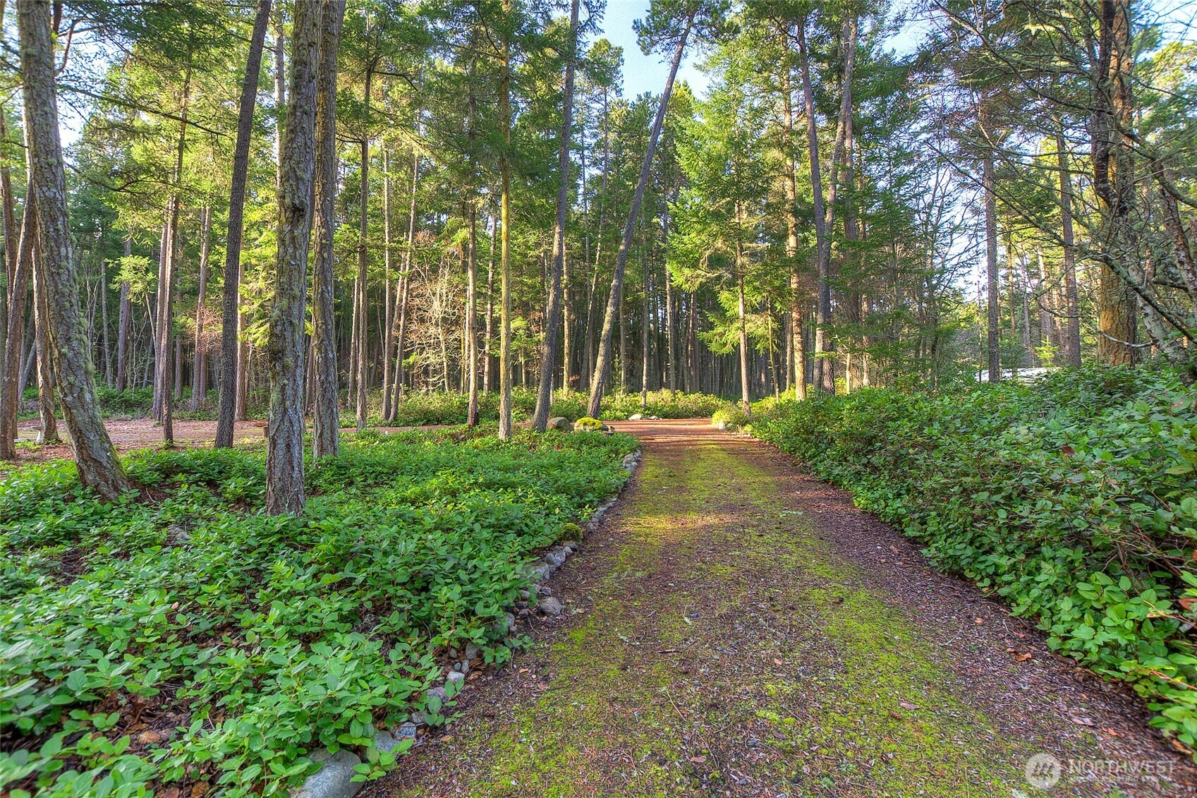 67 Frances Lane Lopez Island, WA 98261 - Photo 24 of 32 a view of a park with large trees