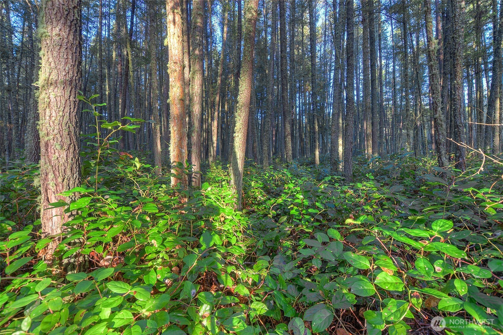 67 Frances Lane Lopez Island, WA 98261 - Photo 26 of 32 a view of a backyard