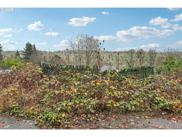 a view of a yard with plants and large trees