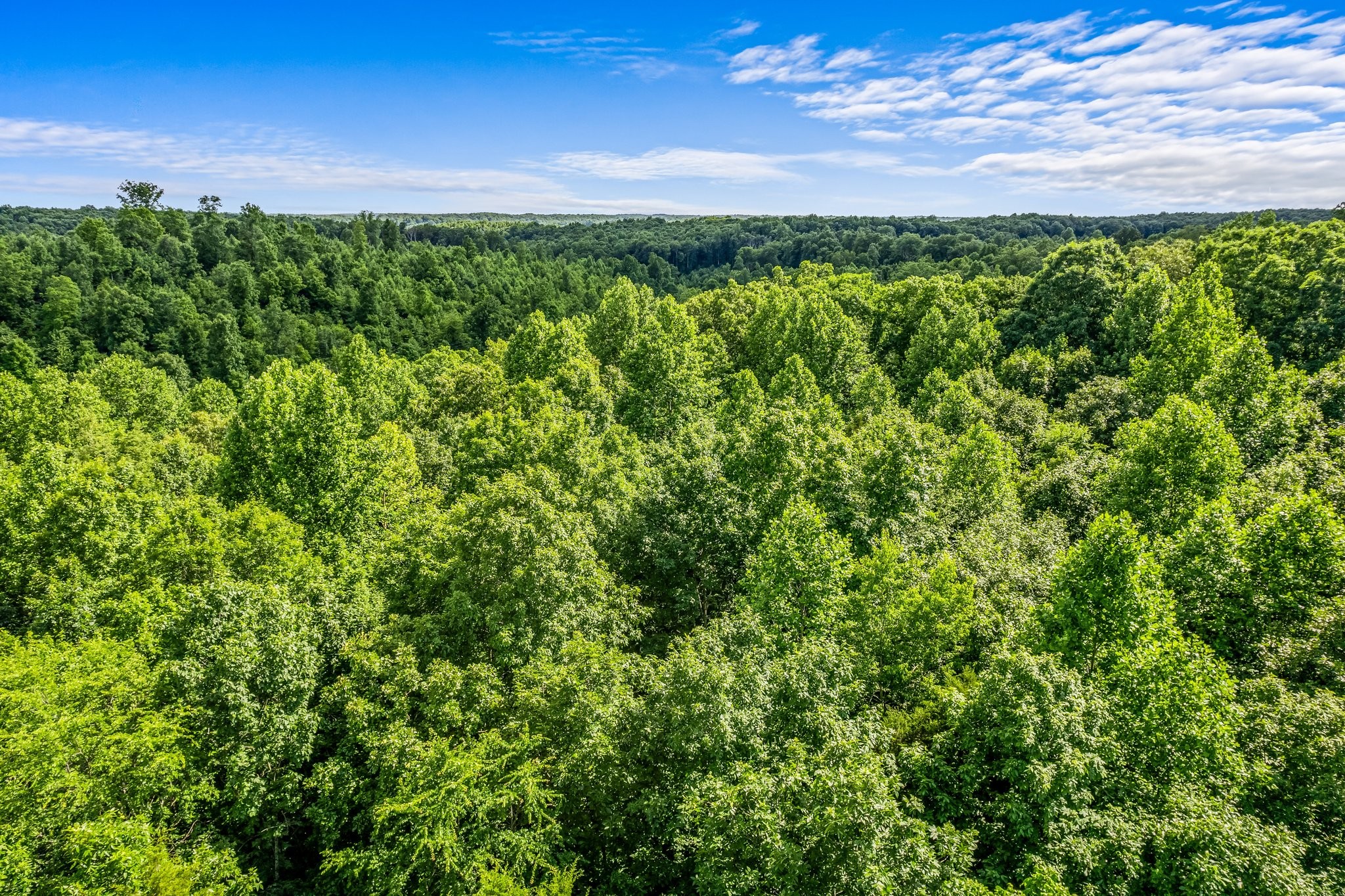 10985 Missionary Ridge Road Bon Aqua, TN 37025 - Photo 12 of 43 a view of a yard