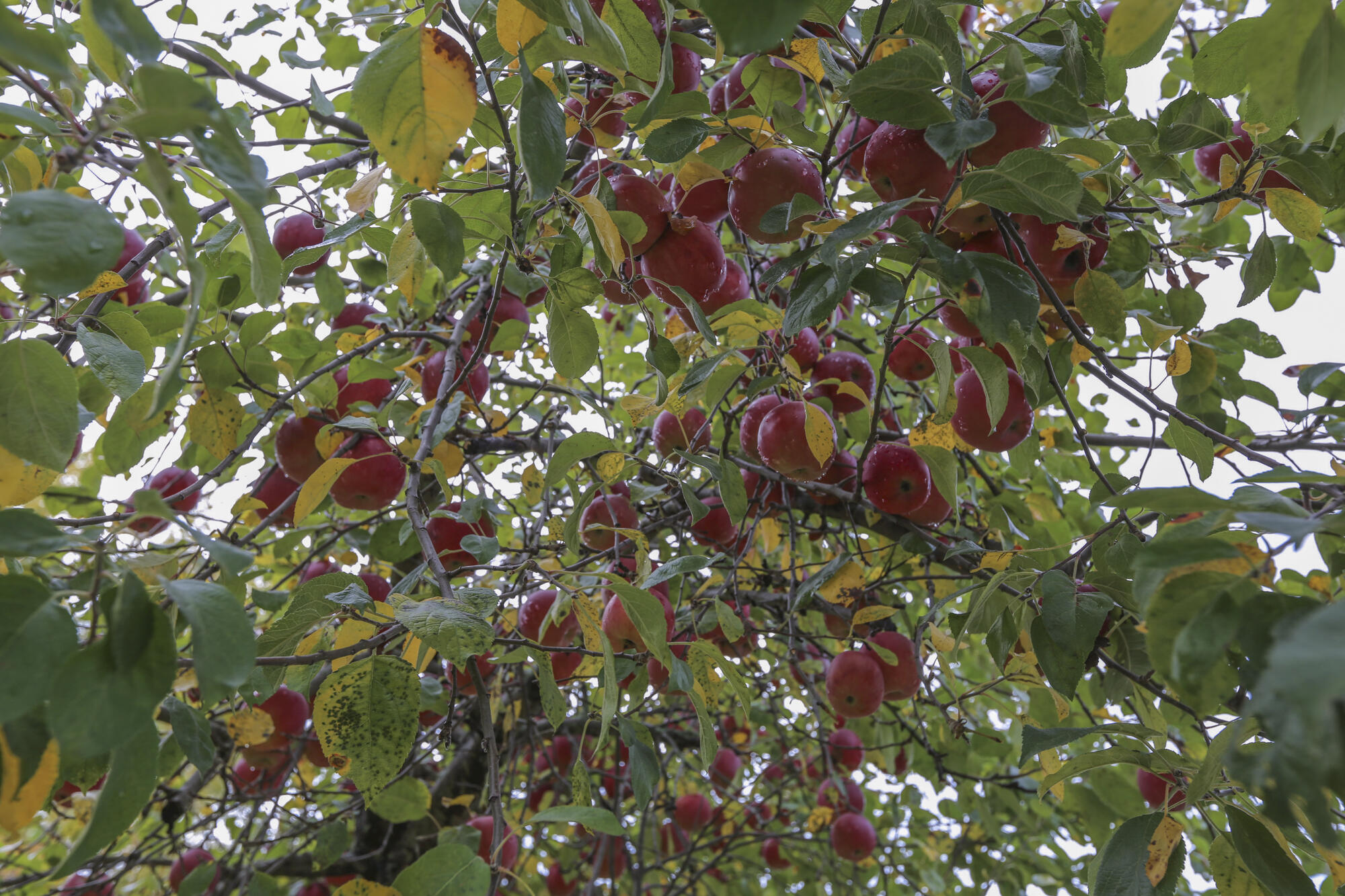 118 Fling Street Brewer, ME 04412 - Photo 39 of 54 118FlingStBrewer-23