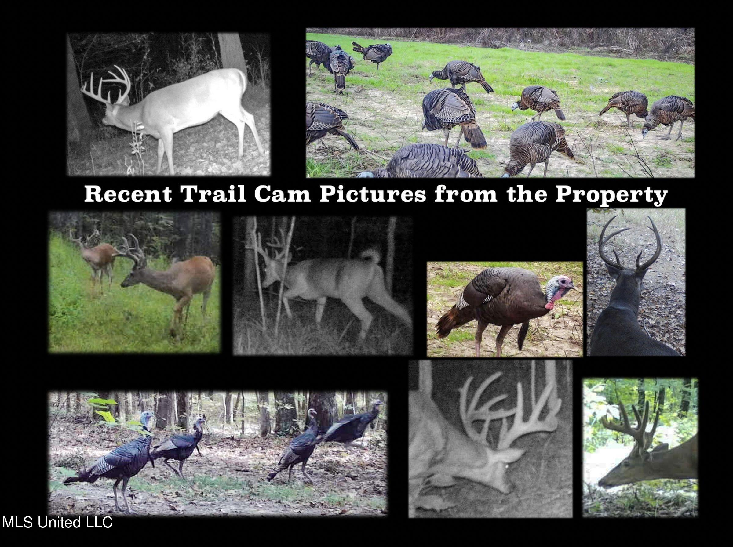 trail cam pics
