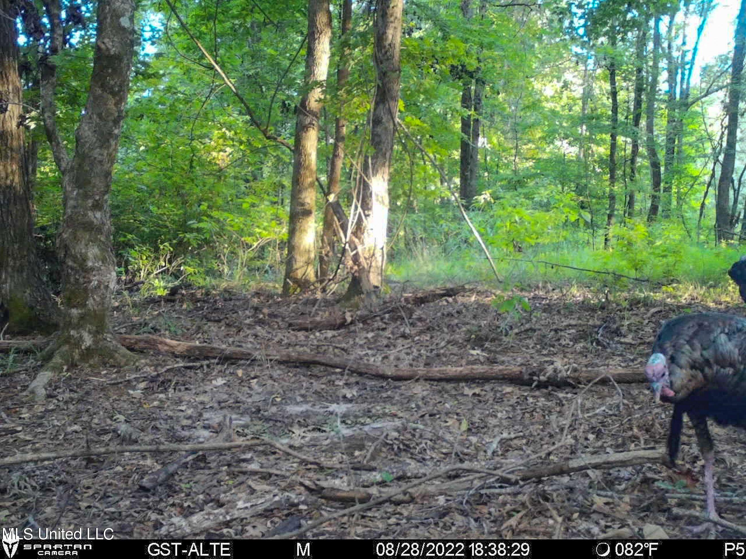 840 Rock Hill Road Como, MS 38619 - Photo 41 of 66 2.1yst4