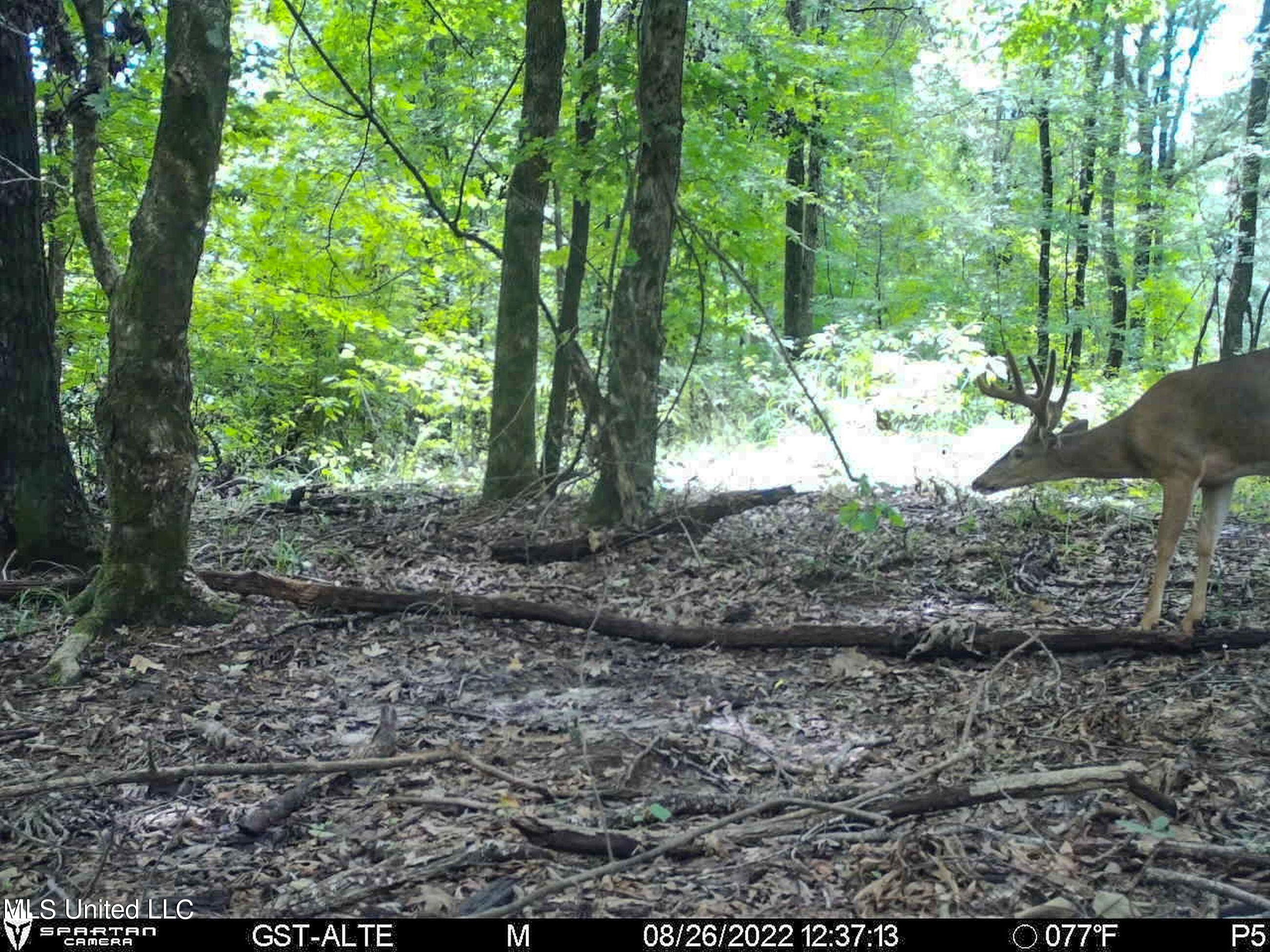 840 Rock Hill Road Como, MS 38619 - Photo 42 of 66 2.1yst5
