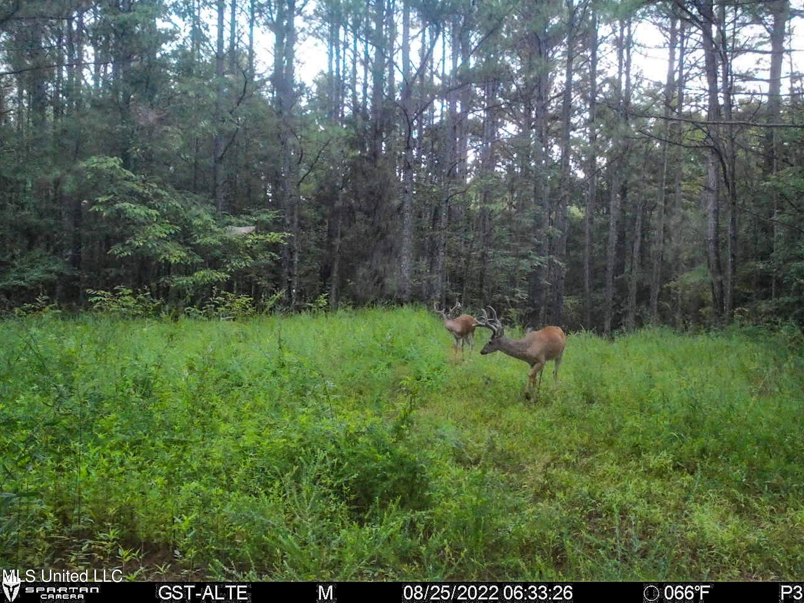 840 Rock Hill Road Como, MS 38619 - Photo 44 of 66 2.1yst8