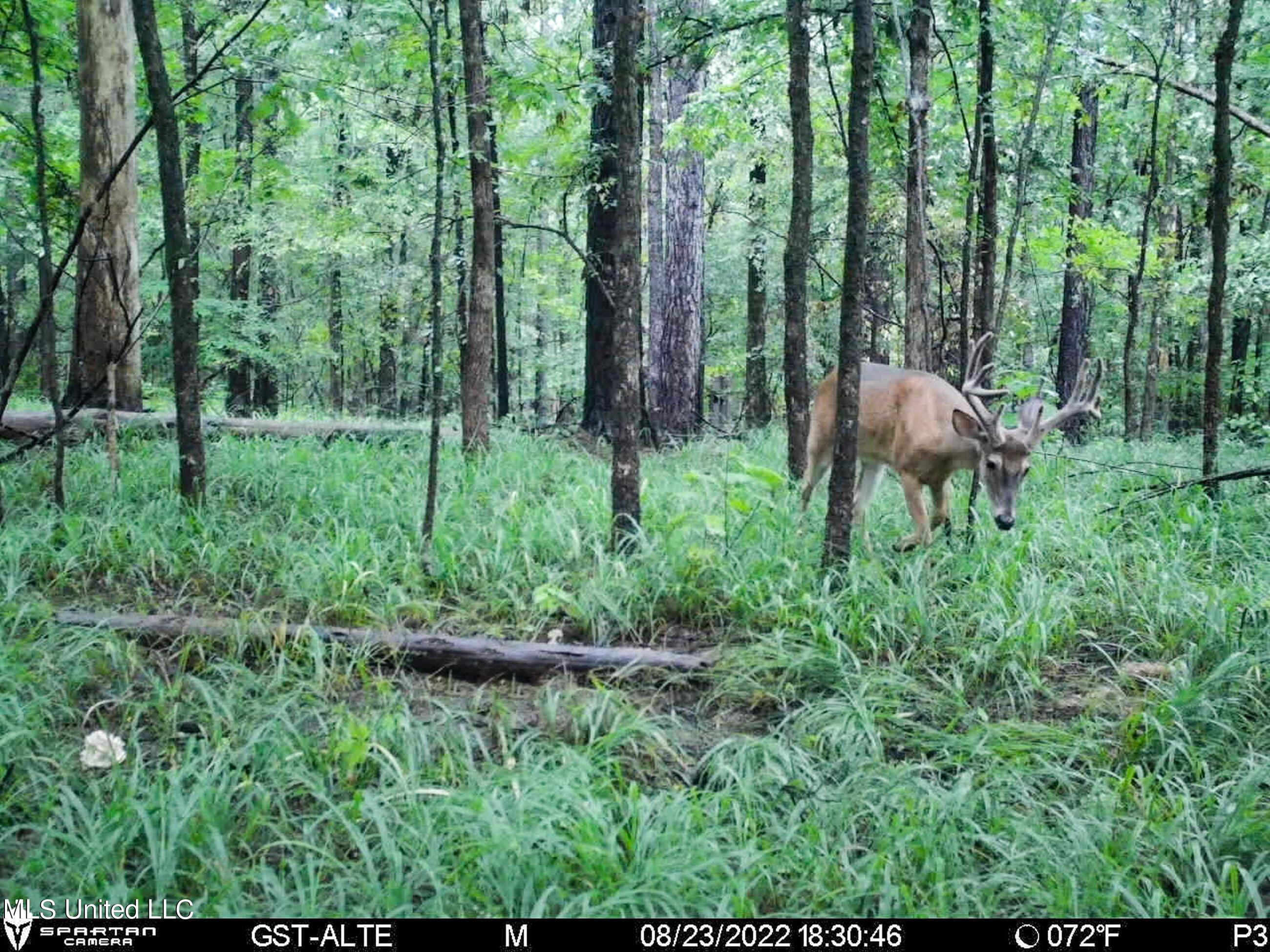 840 Rock Hill Road Como, MS 38619 - Photo 46 of 66 2.1yst11