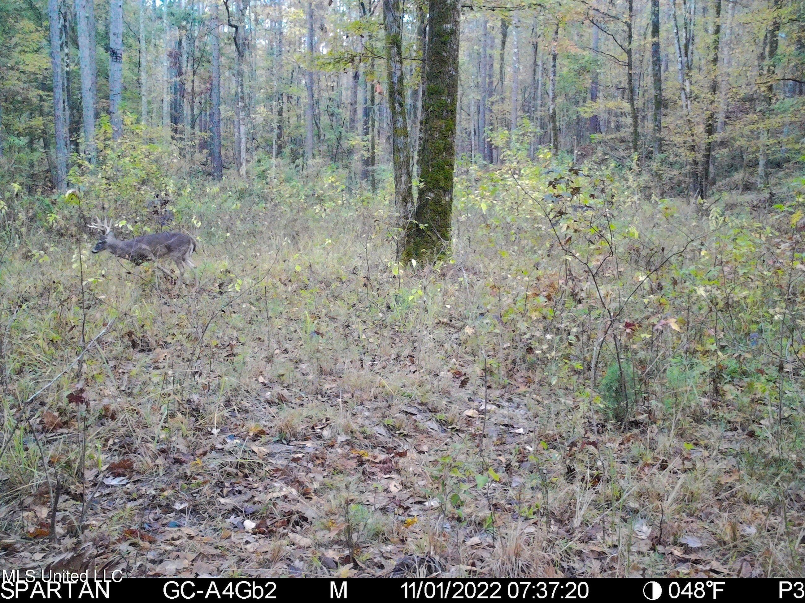 840 Rock Hill Road Como, MS 38619 - Photo 49 of 66 2.1yst15