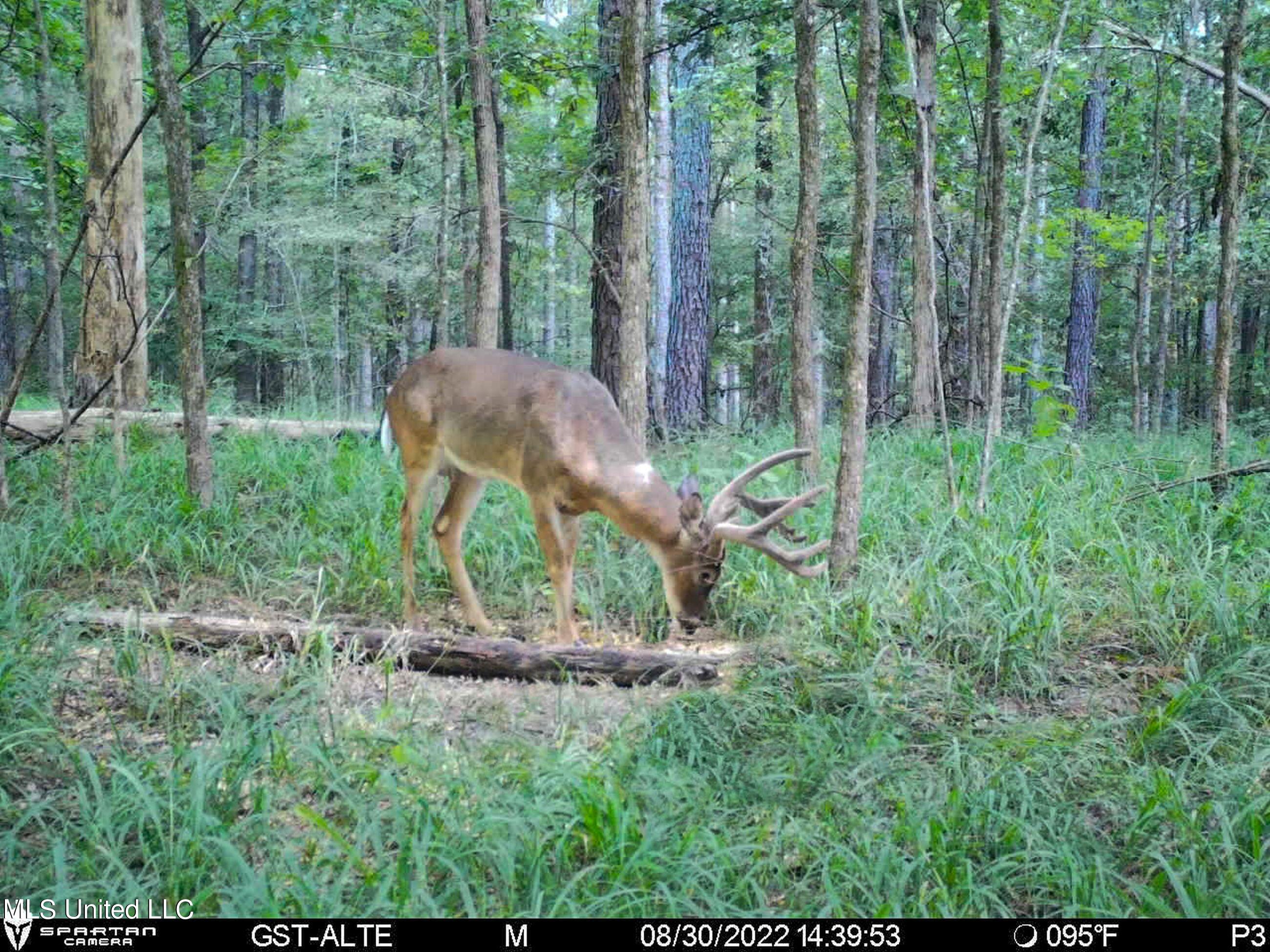 840 Rock Hill Road Como, MS 38619 - Photo 55 of 66 2.1yst28