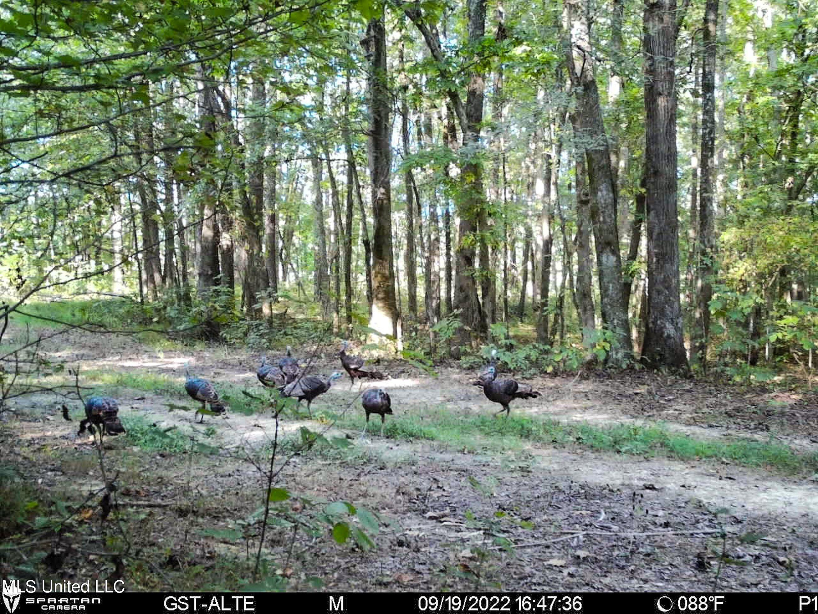 840 Rock Hill Road Como, MS 38619 - Photo 59 of 66 2.1yst34