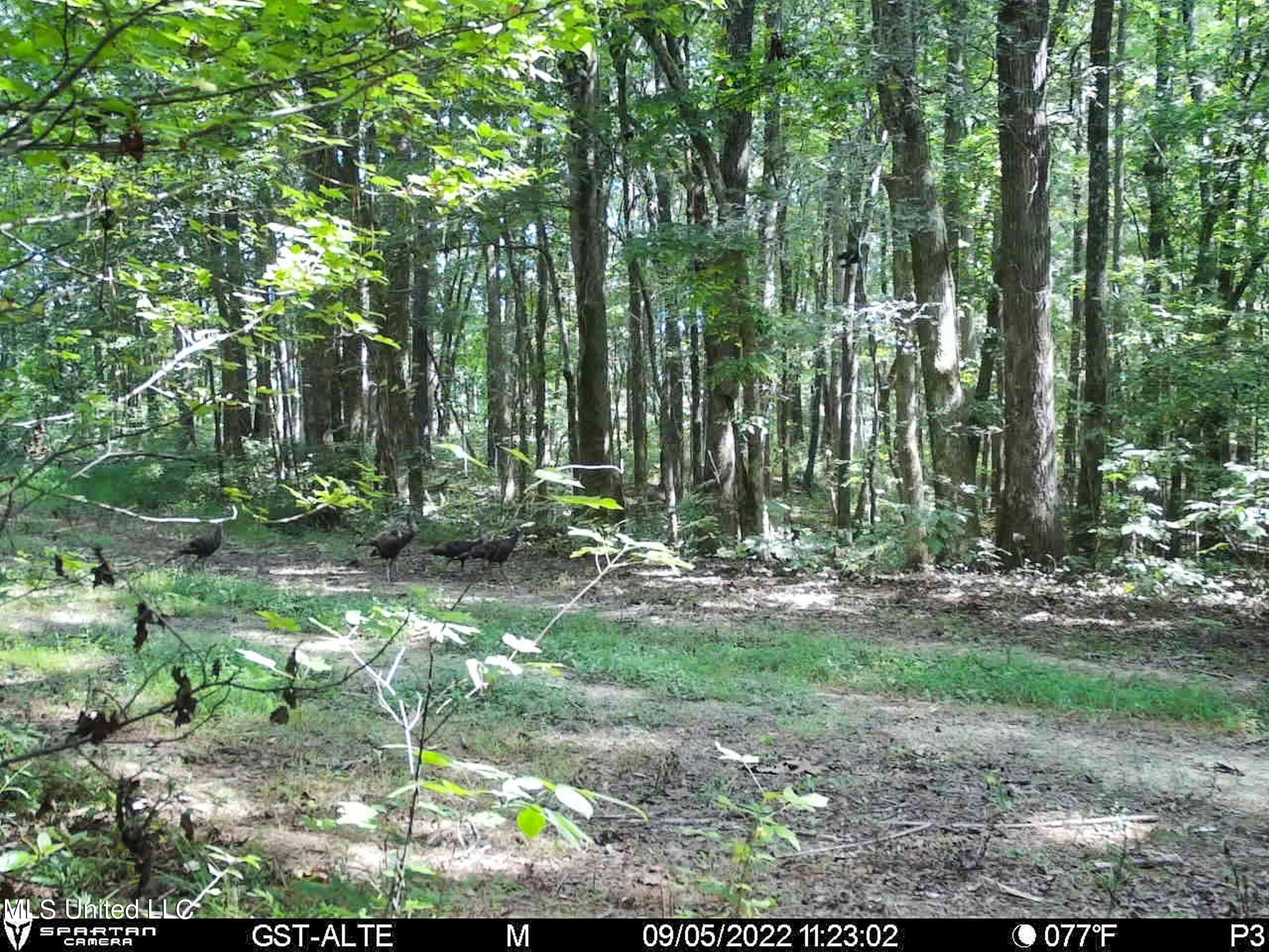 840 Rock Hill Road Como, MS 38619 - Photo 61 of 66 2.1yst36