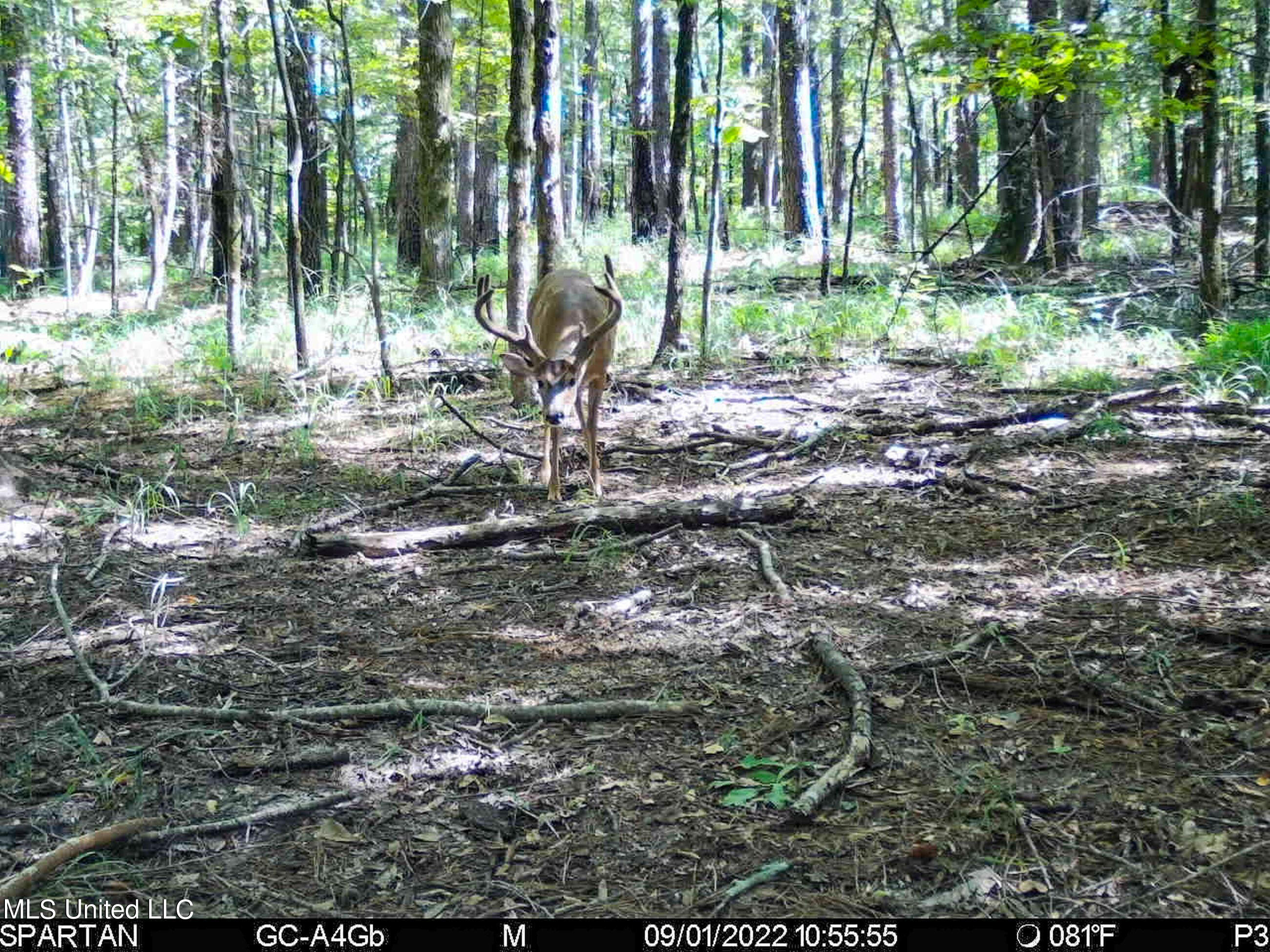 840 Rock Hill Road Como, MS 38619 - Photo 62 of 66 2.1yst37