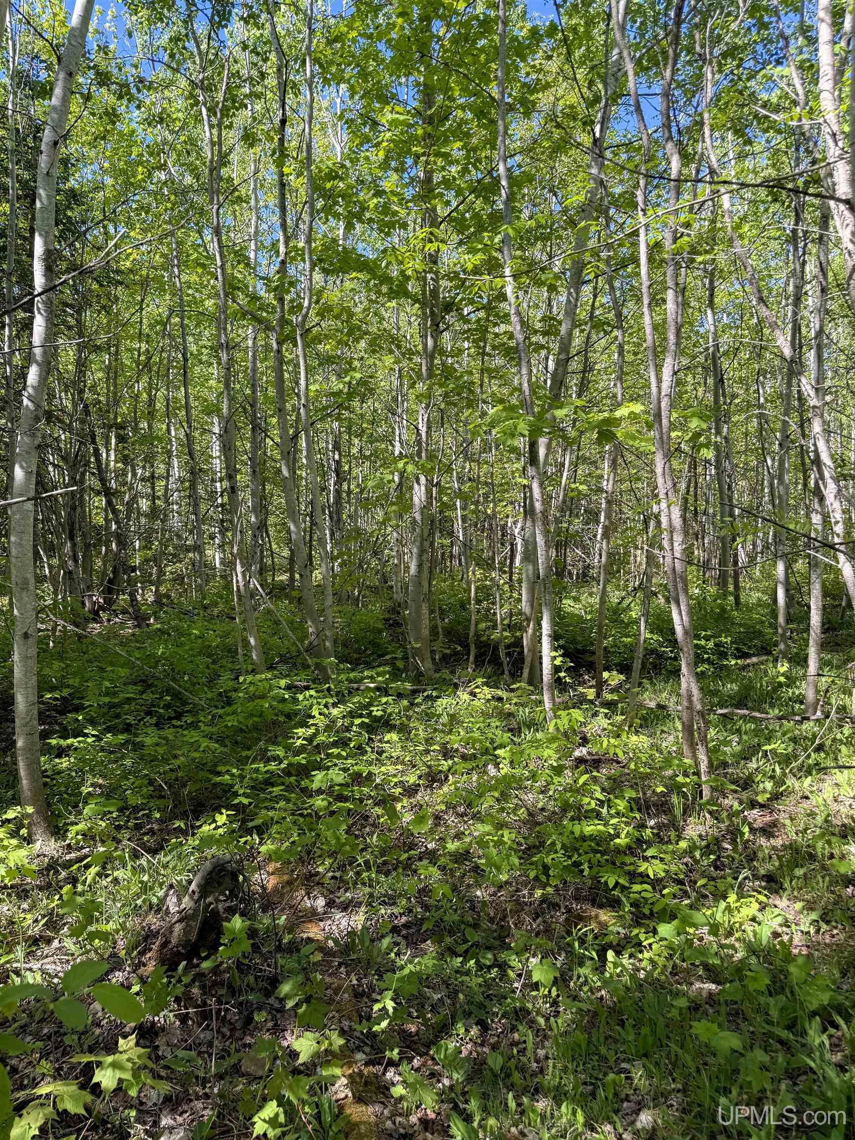 Lot A Gratiot River Road Calumet, MI 49913 - Photo 5 of 35