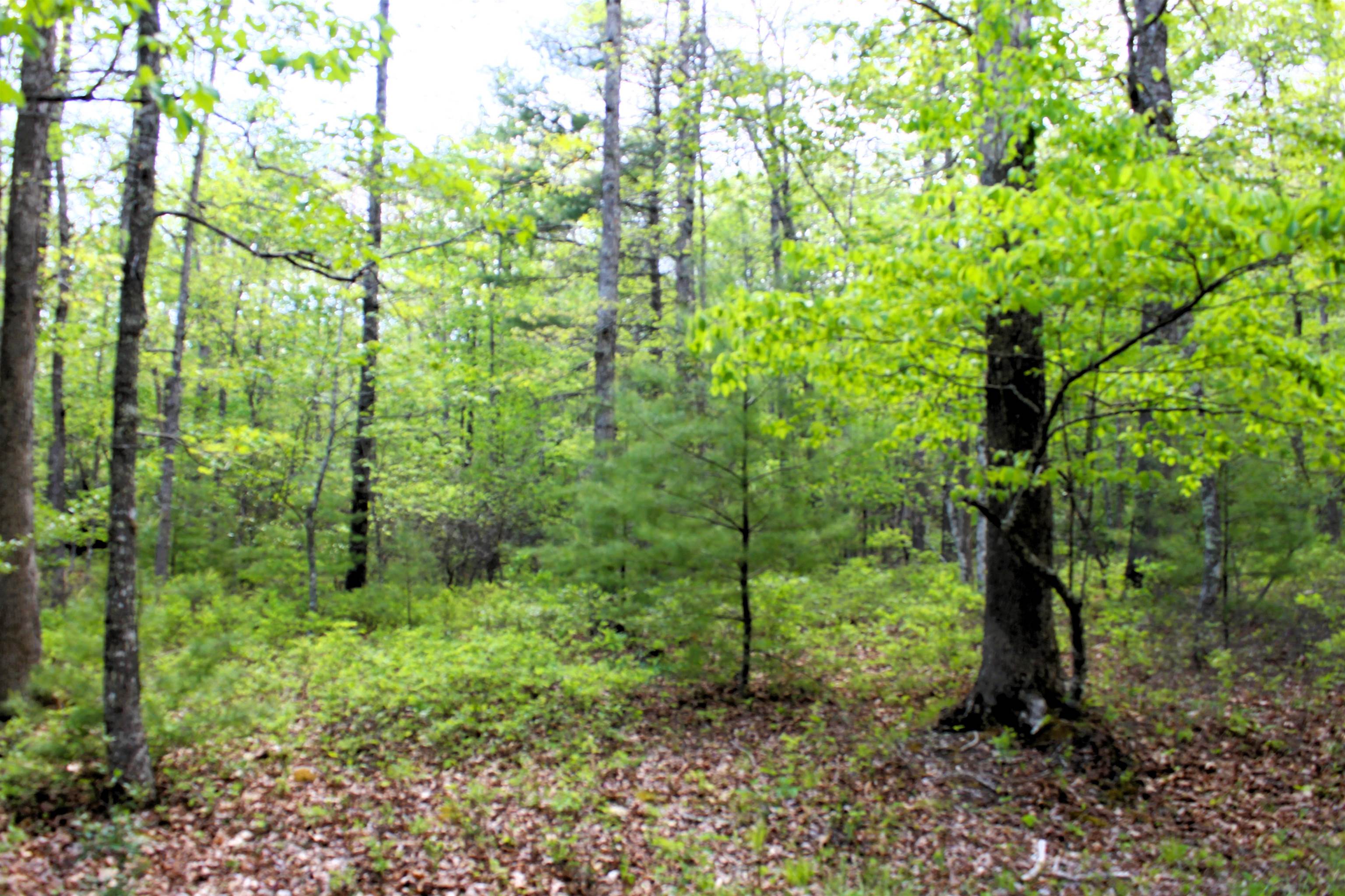625 Hummingbird Lane Monterey, VA 24465 - Photo 4 of 65 a view of a lush green forest