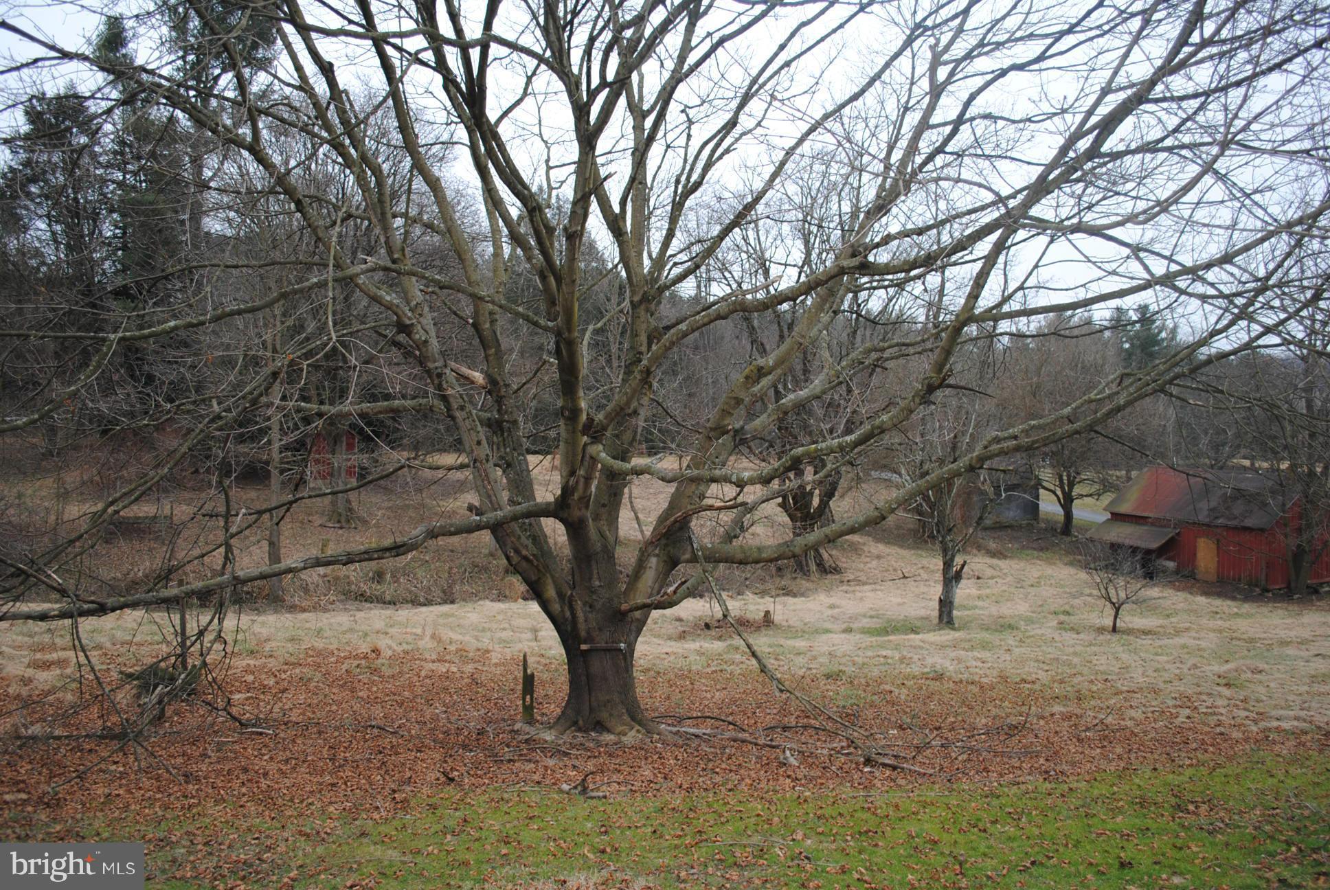 2614 Garrett Road White Hall, MD 21161 - Photo 27 of 27 a view of a yard with a tree