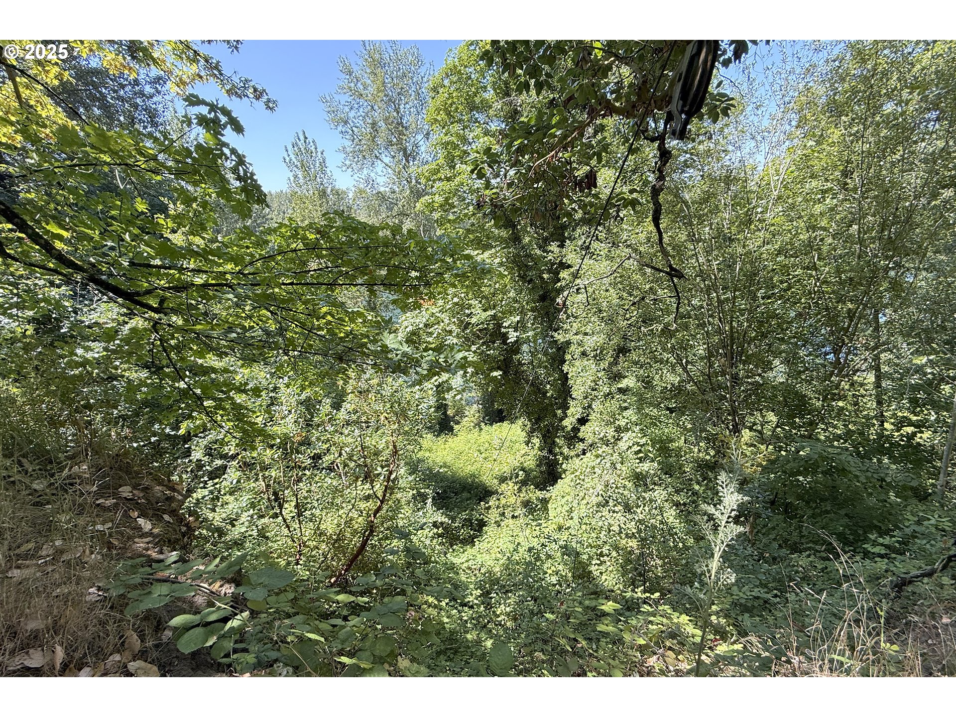 8325 Northeast Dog Ridge Road Newberg, OR 97132 - Photo 41 of 41 a view of a forest