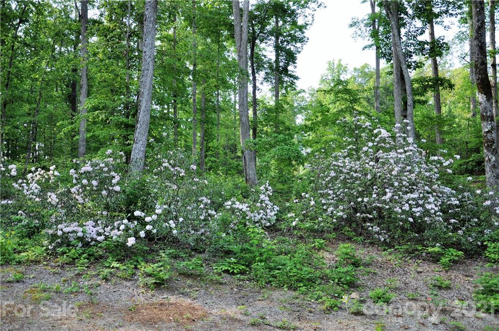190 Firethorn Lane Rutherfordton, NC 28139 - Photo 8 of 36 Gallery Image 8