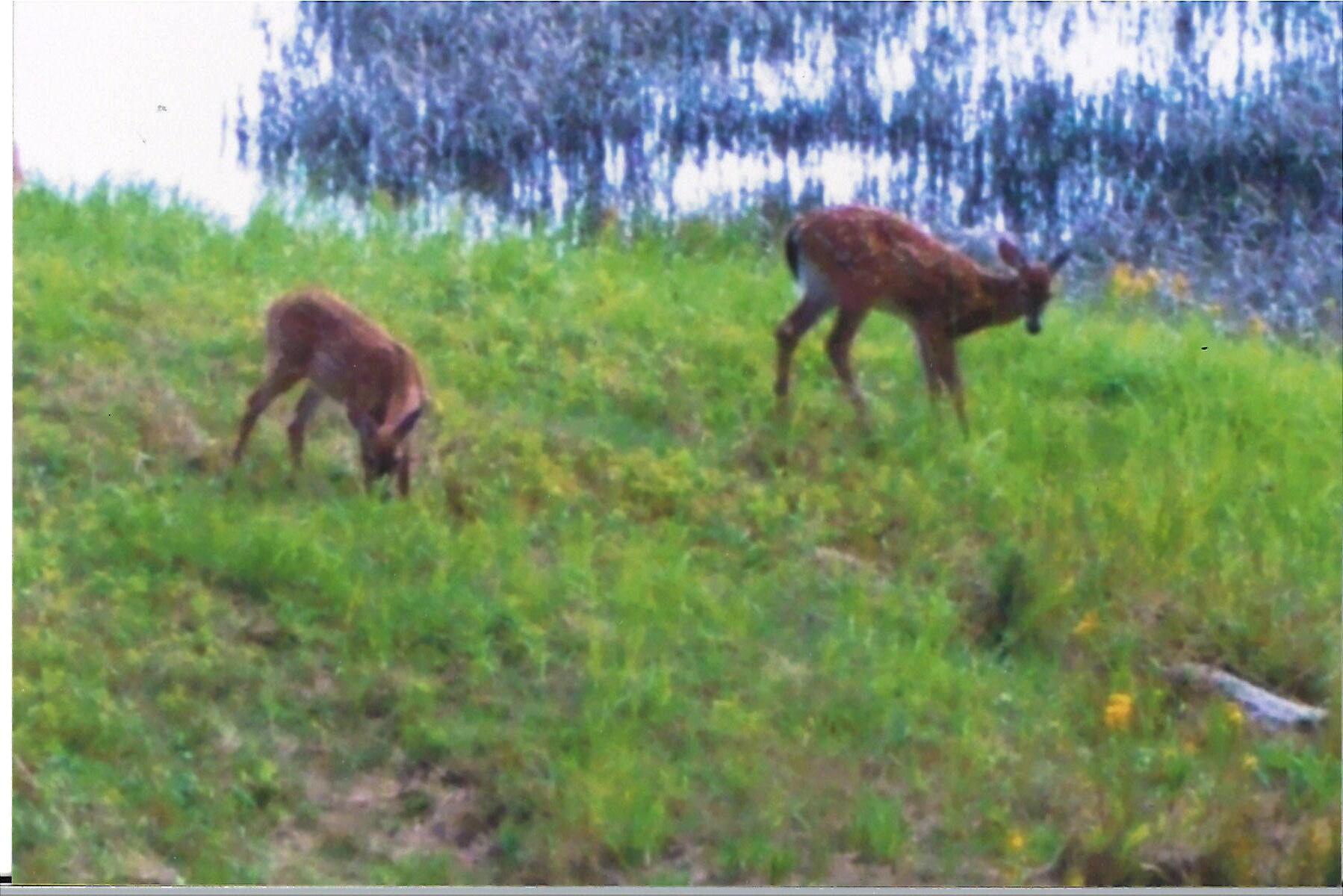 49 Hog Bay Road Franklin, ME 04634 - Photo 50 of 70 Deer photo