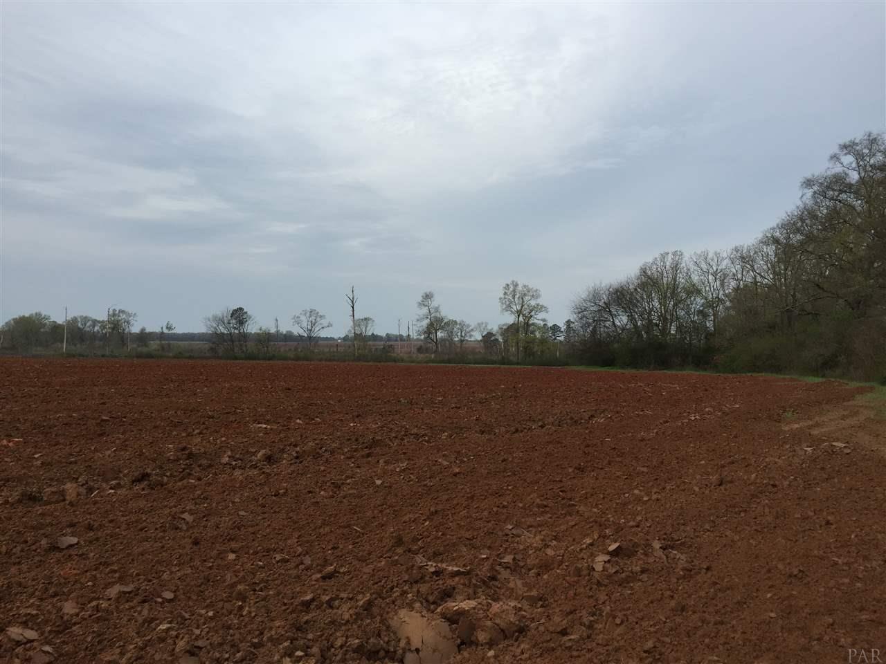 133 County Road Edison, GA 39846 - Photo 2 of 18 Gallery Image 2