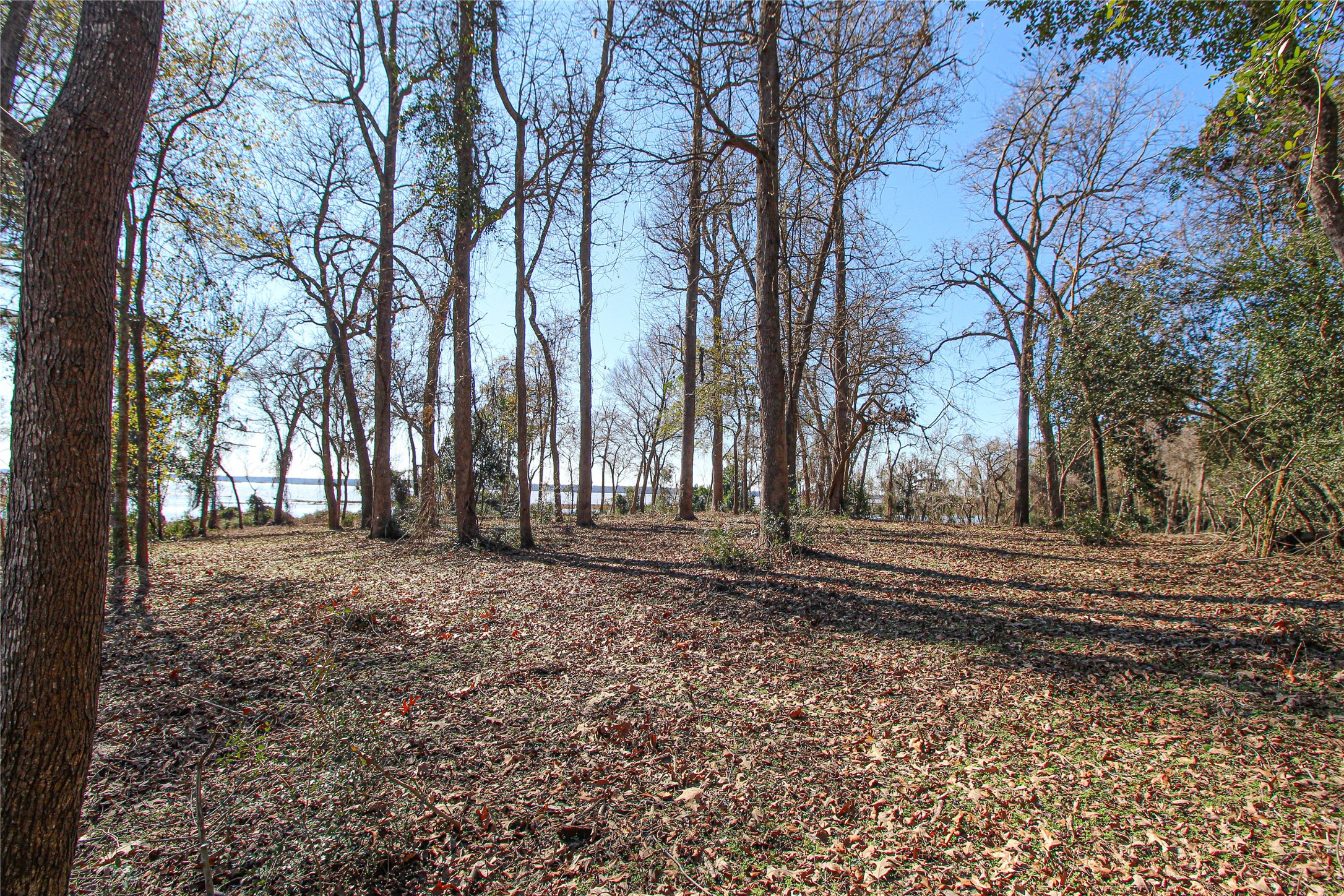 0 Fm 356 North Trinity, TX 75862 - Photo 12 of 17 a view of a yard with trees