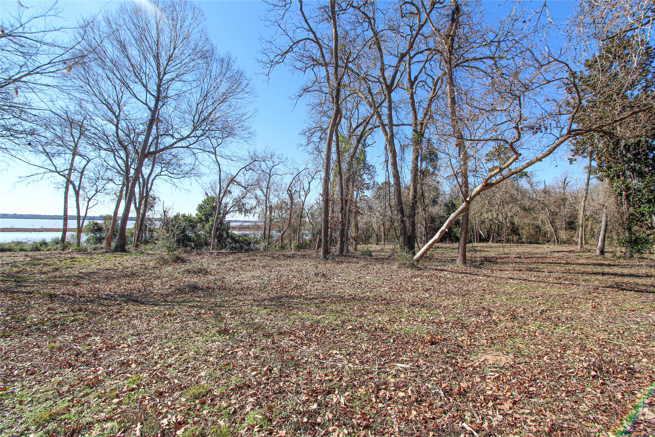 0 Fm 356 North Trinity, TX 75862 - Photo 2 of 17 a view of a yard with a tree