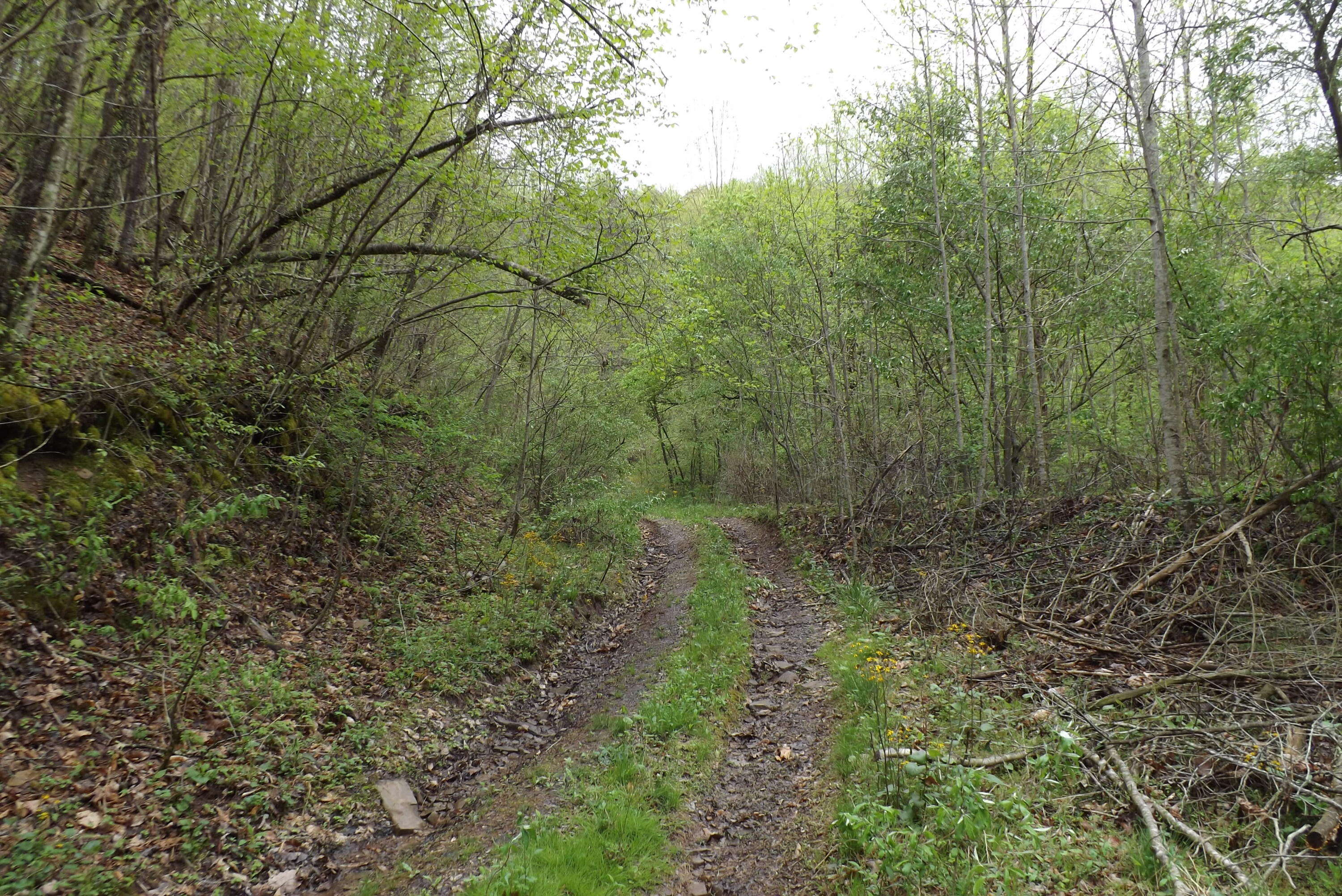 0 Buffalo Hollow Road Castlewood, VA 24224 - Photo 11 of 14 DSCF3654