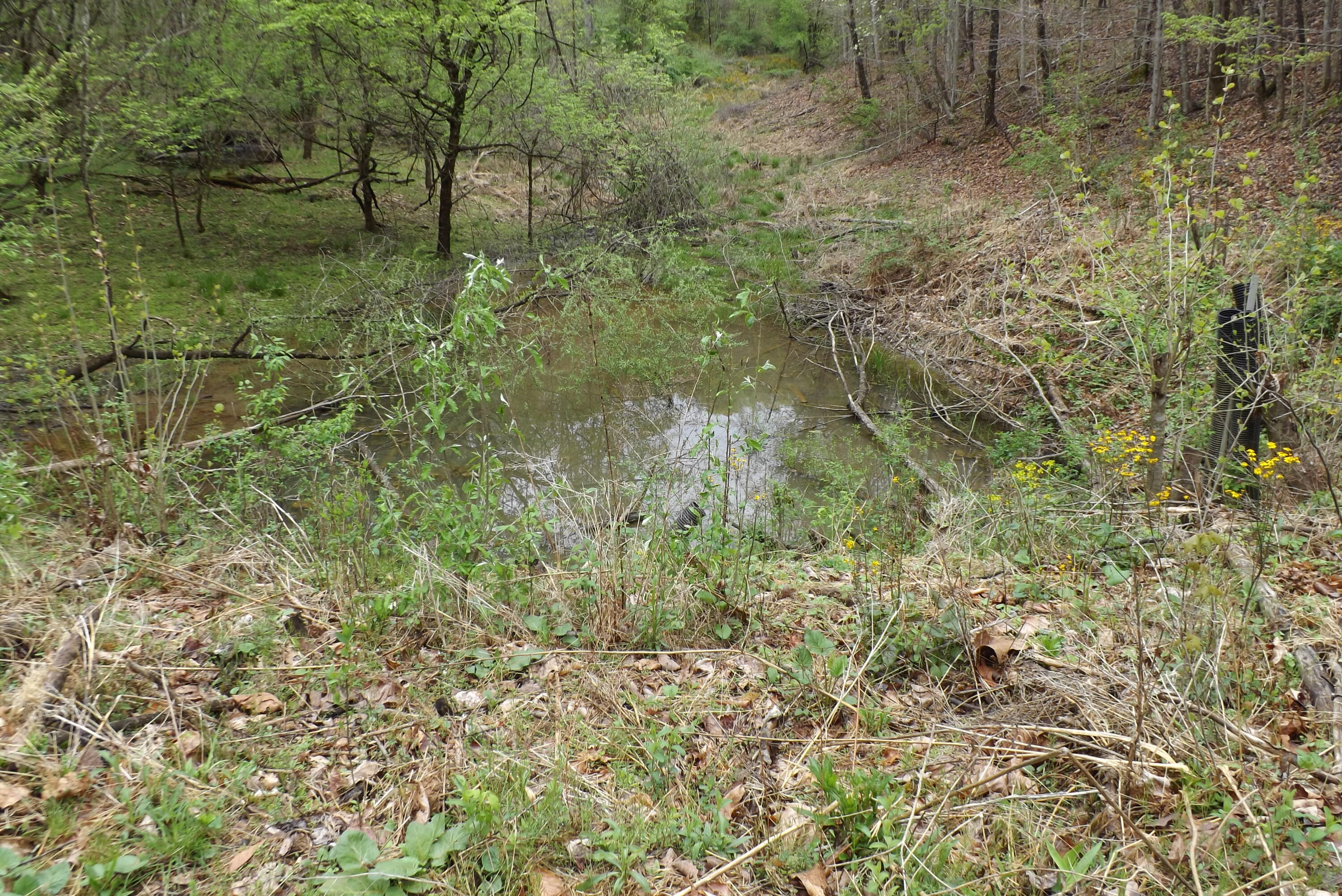 0 Buffalo Hollow Road Castlewood, VA 24224 - Photo 13 of 14 DSCF3656