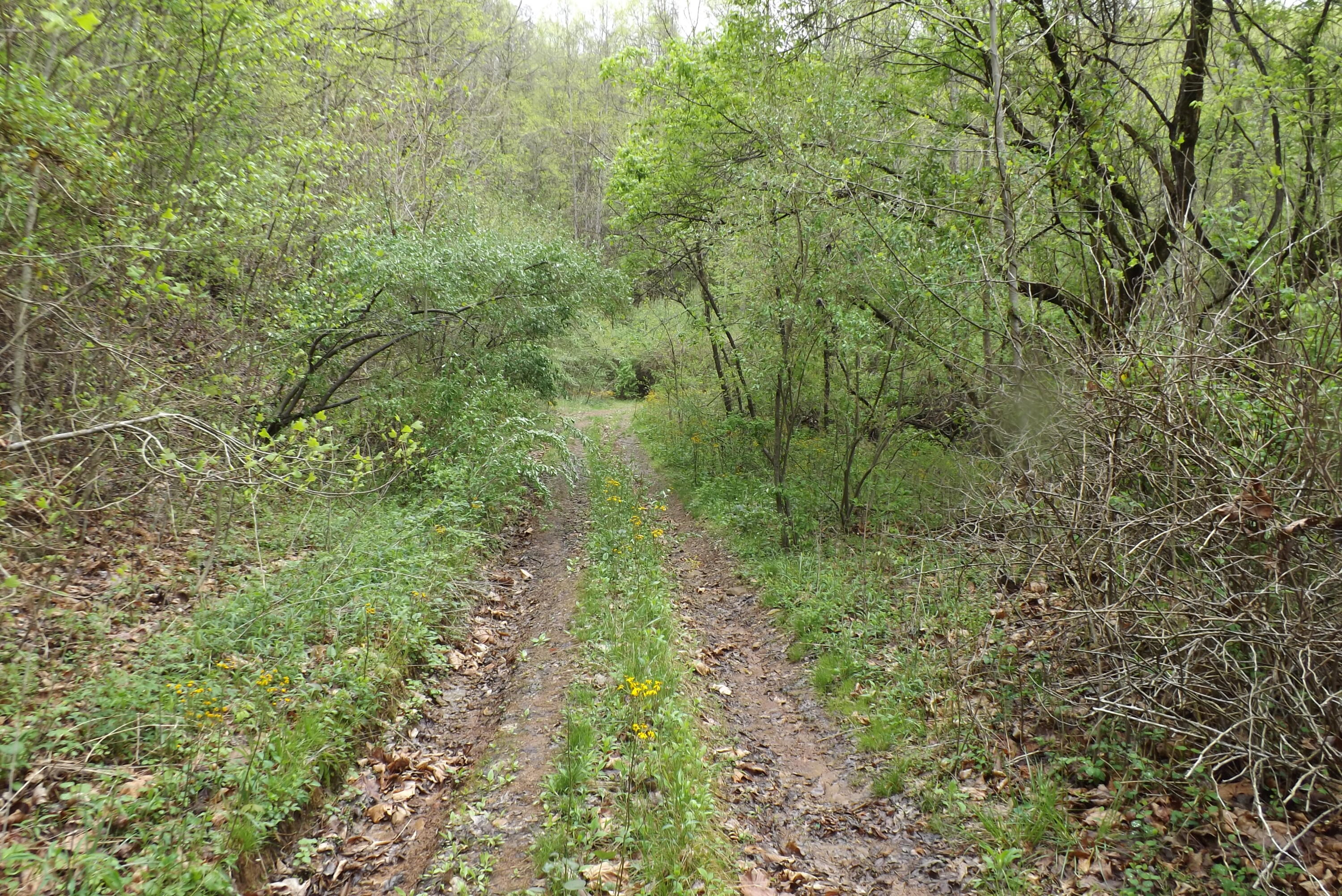 0 Buffalo Hollow Road Castlewood, VA 24224 - Photo 14 of 14 DSCF3657