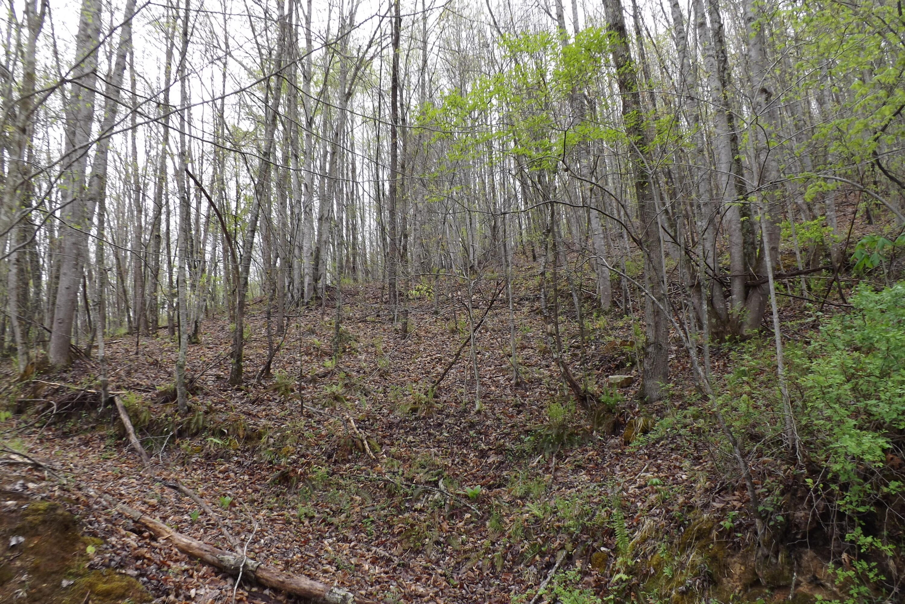0 Buffalo Hollow Road Castlewood, VA 24224 - Photo 7 of 14 DSCF3650