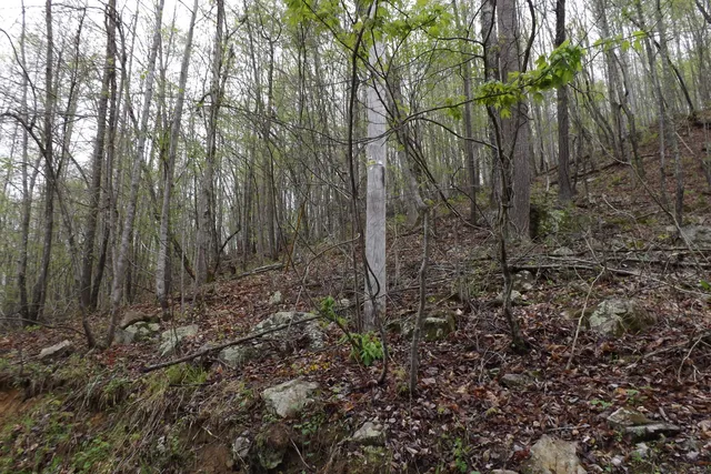 $250,000 | 0 Buffalo Hollow Road, Castlewood, VA 24224