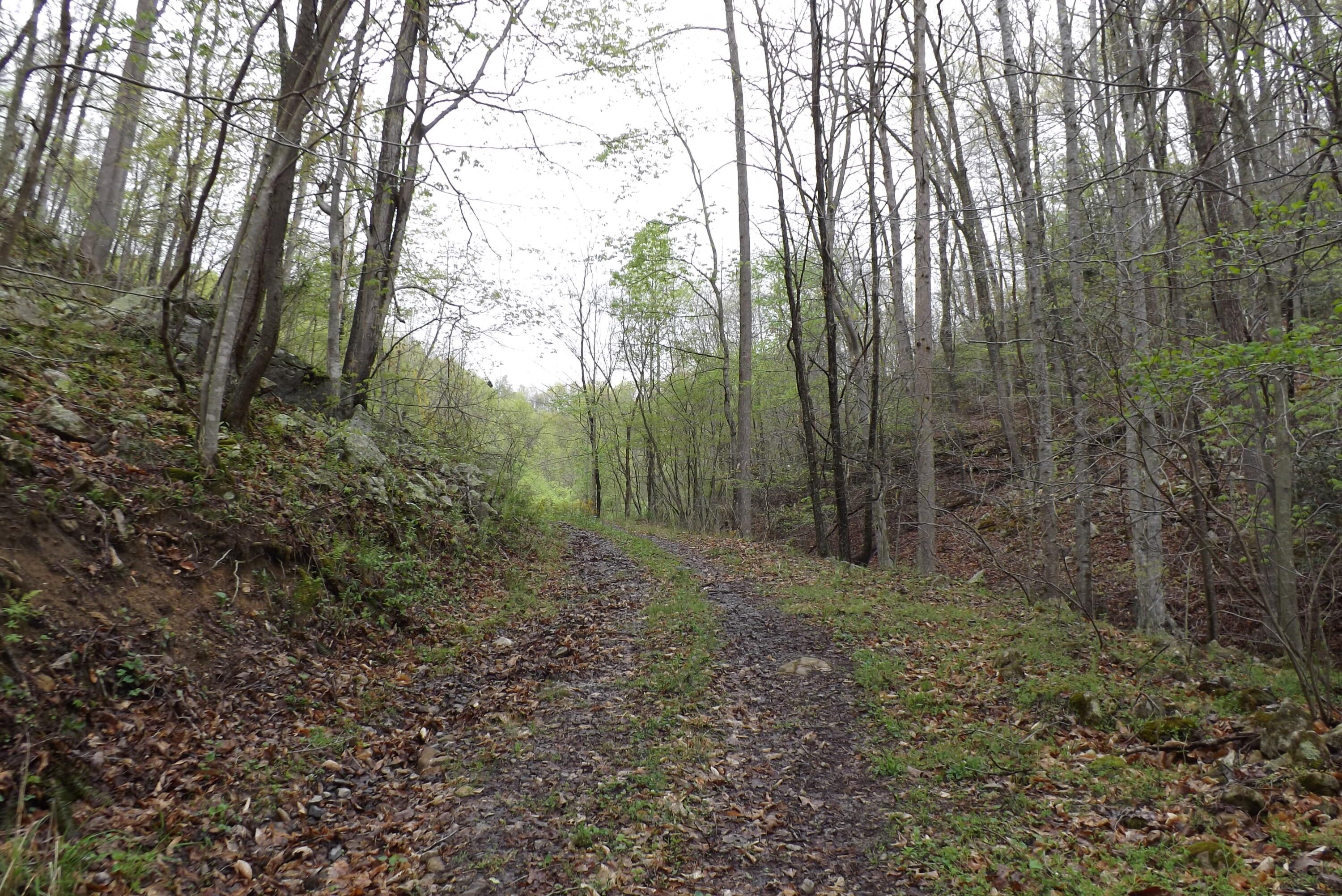 0 Buffalo Hollow Road Castlewood, VA 24224 - Photo 10 of 14 DSCF3653