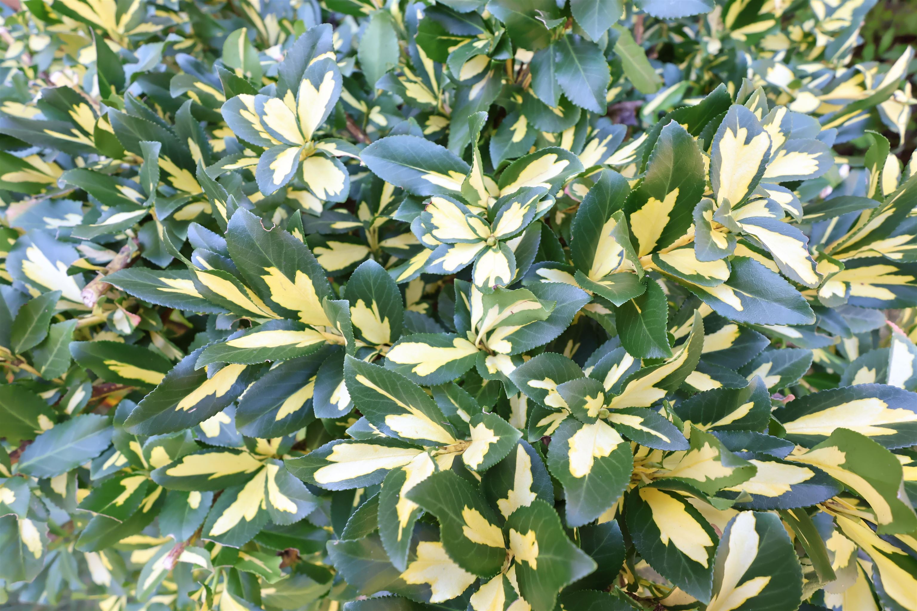 1001 Woodstock Road Hartford, VT 05001 - Photo 46 of 47