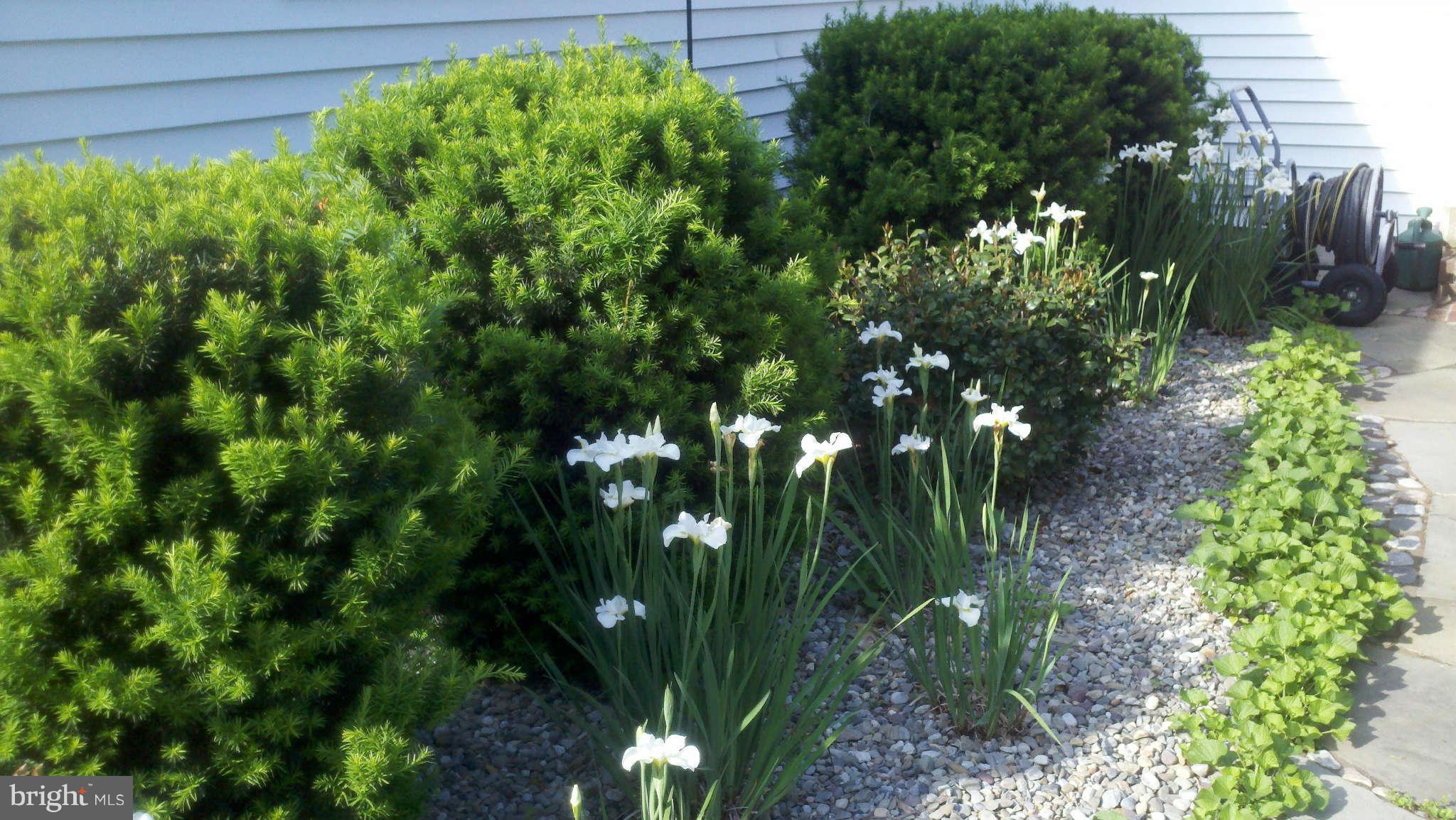 24376 Robins Creek Road Preston, MD 21655 - Photo 20 of 23 Gardens