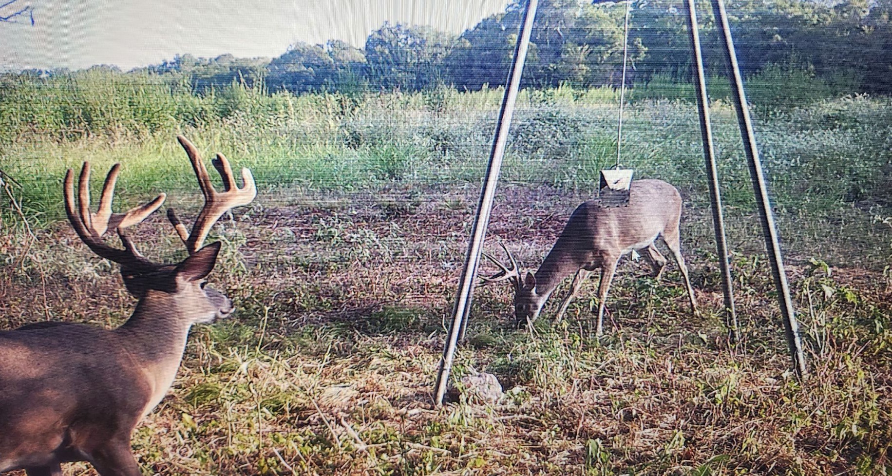 413 St Marlin Tx 76661 Reagan, TX 76680 - Photo 7 of 19 a view of a yard in a garden