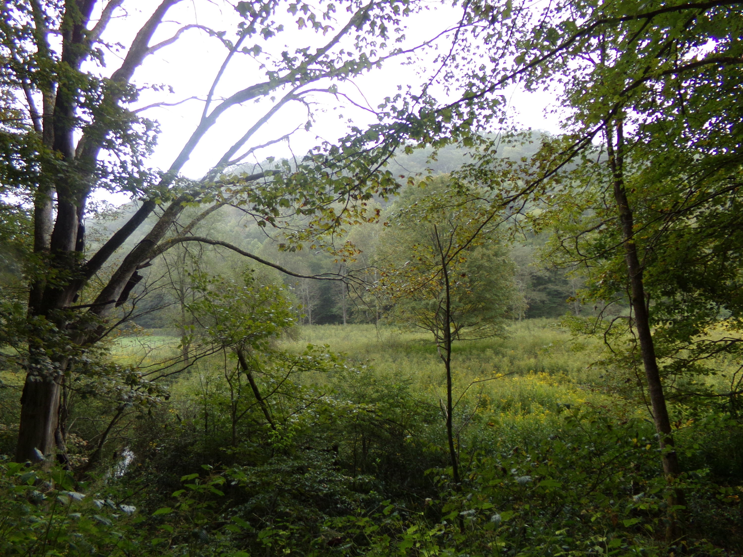 Robbins Fork Road Renick, WV 24966 - Photo 4 of 5 Gallery Image 4