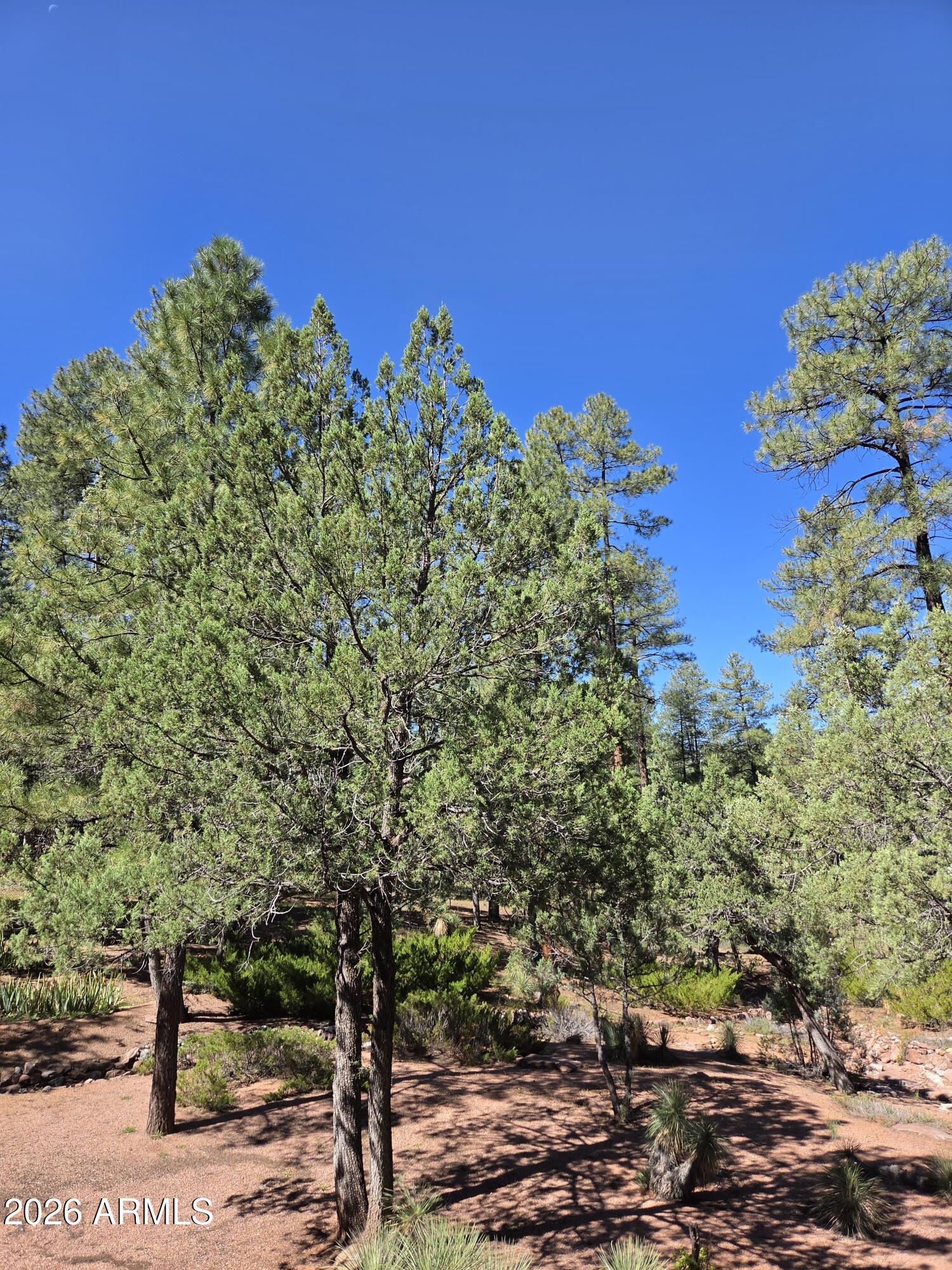 3638 North Whispering Pine Road Pine, AZ 85544 - Photo 30 of 32 Yardscape - 2