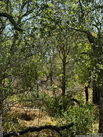 a view of a tree