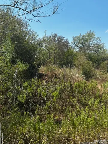 a view of a forest with a tree