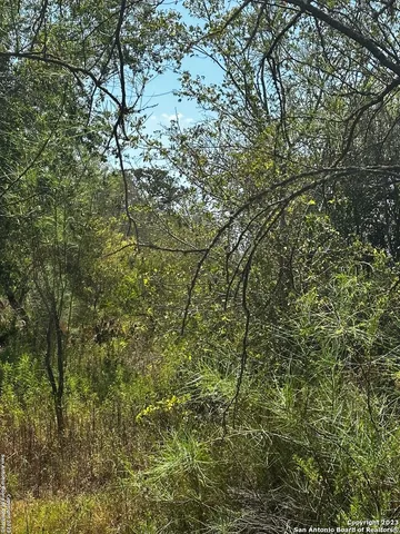a view of a tree in a yard