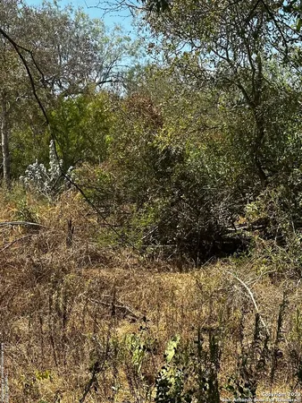 a view of a yard