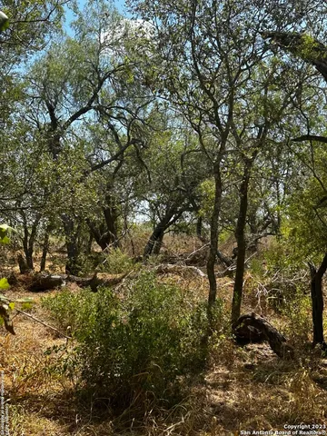 a view of bushes and trees