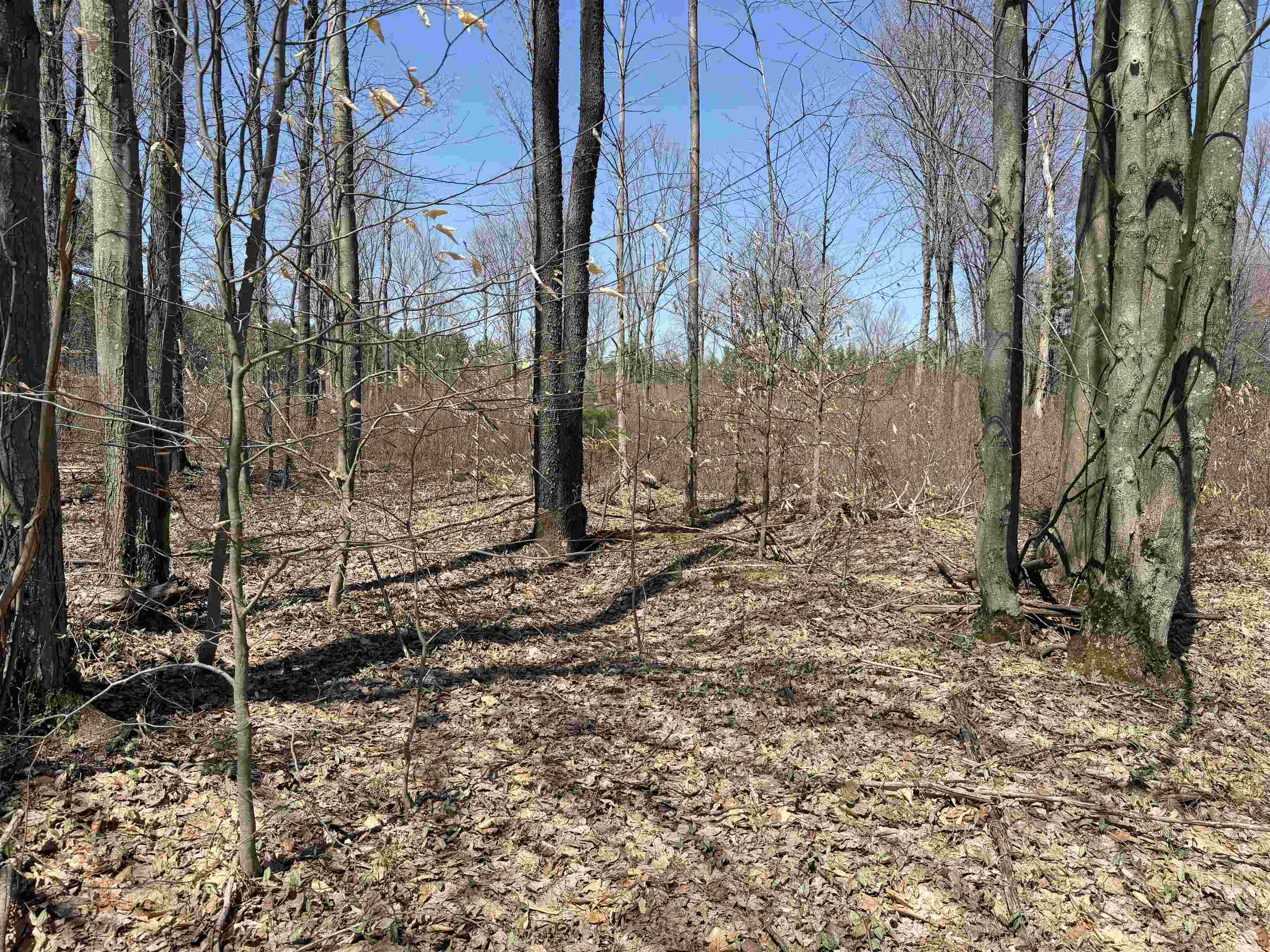 0 Landis Road Thompsonville, MI 49683 - Photo 7 of 26