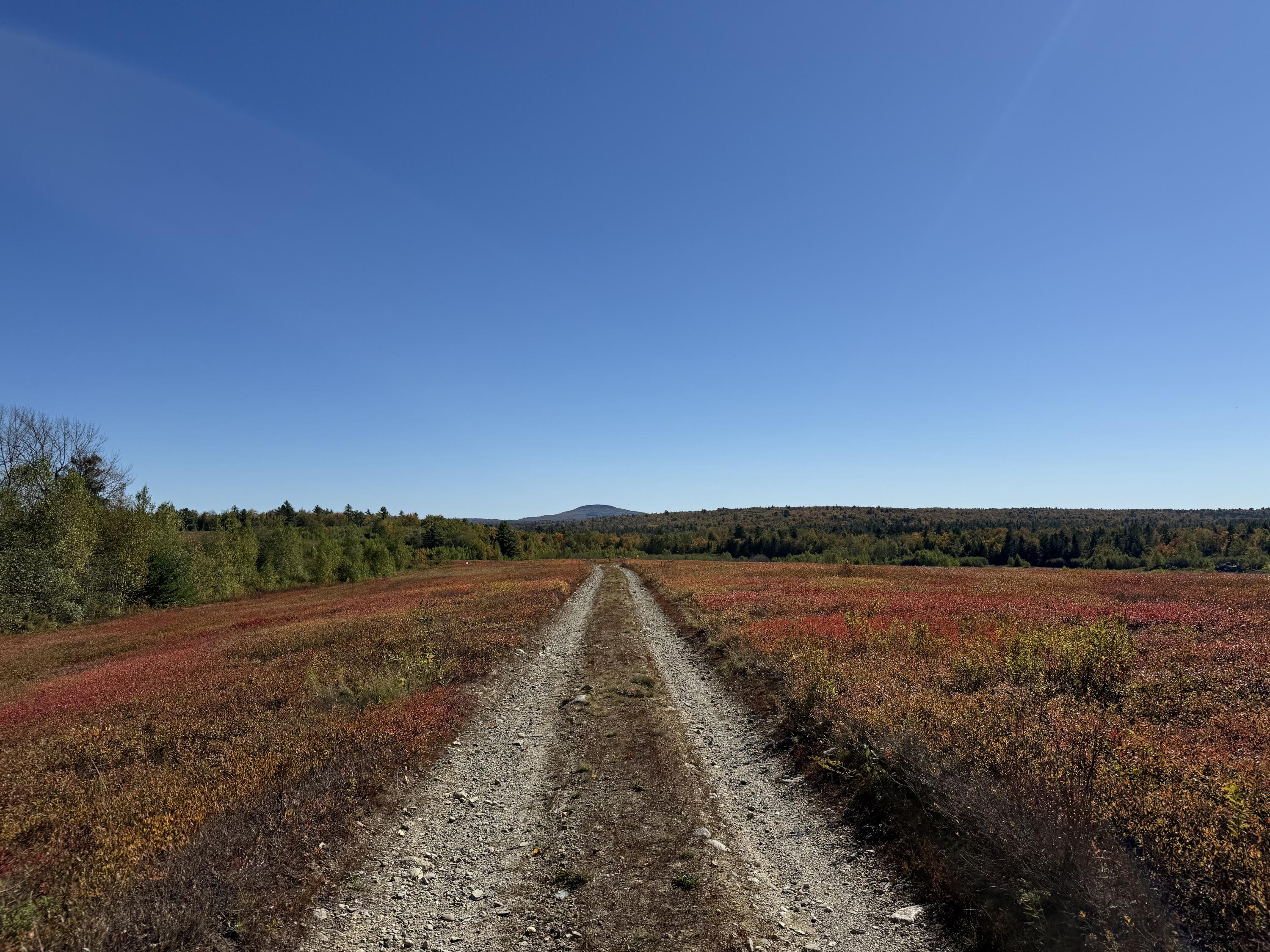 Map19-lot28 Leach Road Penobscot, ME 04476 - Photo 8 of 21 MAP 19 LOT 28