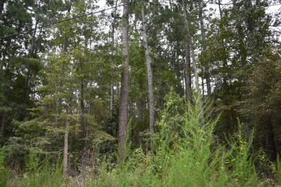 $20,000 | 0 Daffodil Lane, Hemingway, SC 29554