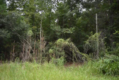 $20,000 | 0 Daffodil Lane, Hemingway, SC 29554