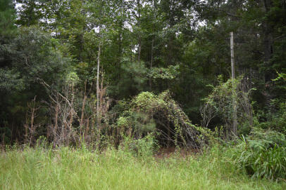 0 Daffodil Lane Hemingway, SC 29554 - Photo 2 of 2 DSC_0039