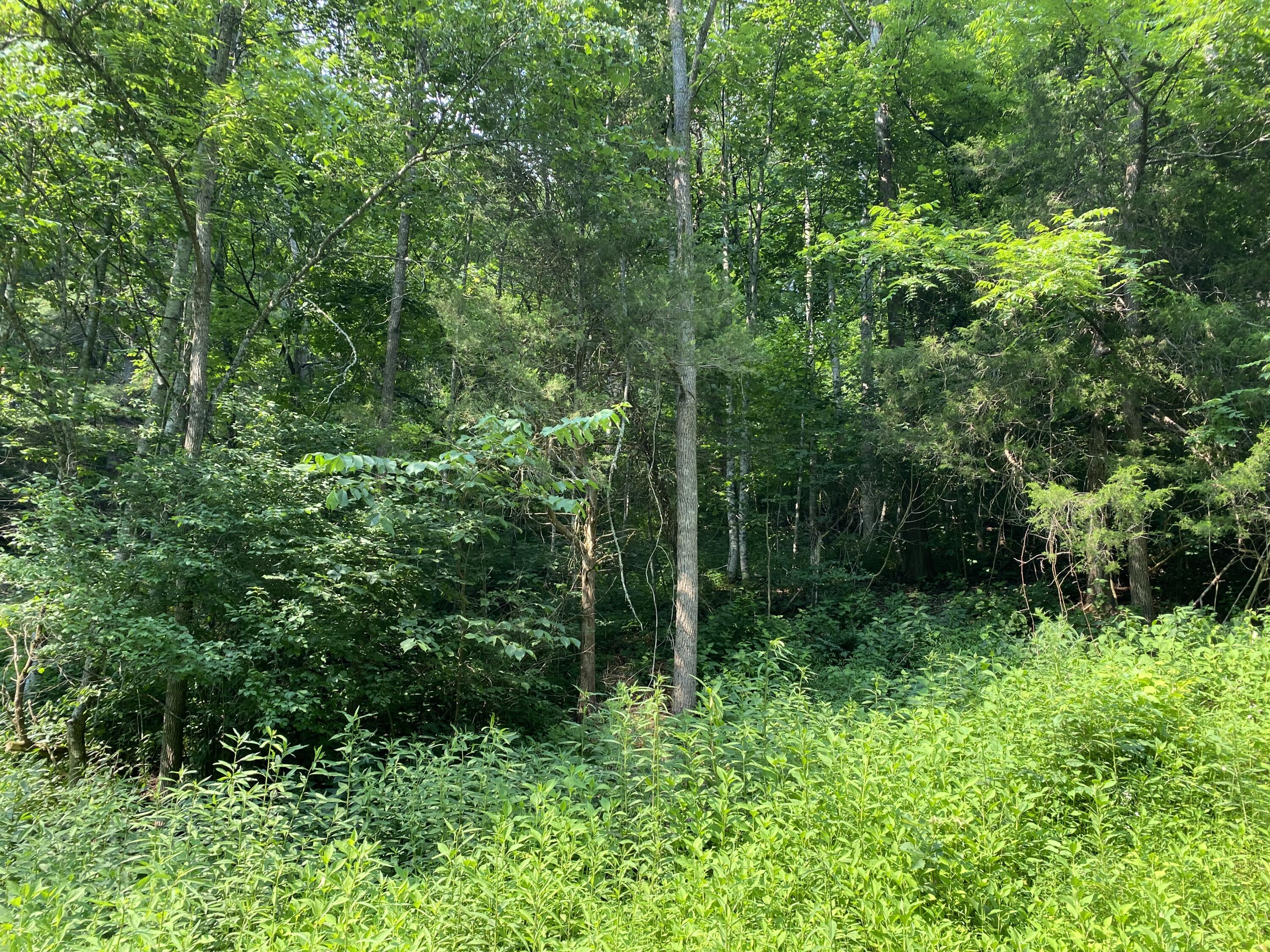 Lot 24 West Of Dry Hill Road, Unit 23 Butler, TN 37640 - Photo 11 of 35 0BF43C2C-3C32-4AF8-8E53-4E510C6A4C2B