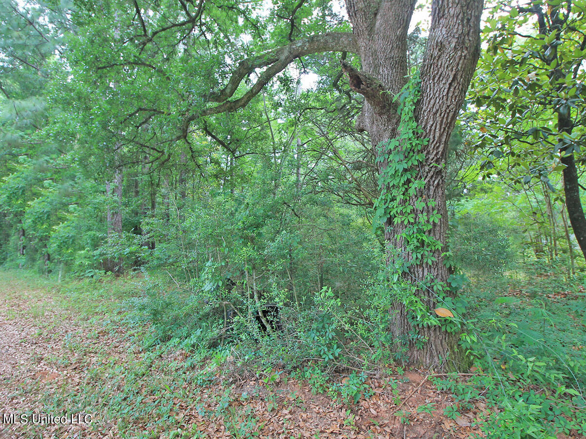 2123 Union Church Road Lucedale, MS 39452 - Photo 3 of 12 land 1 (5)