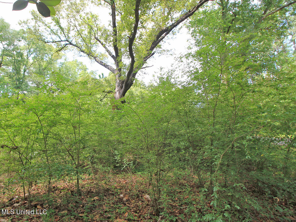 2123 Union Church Road Lucedale, MS 39452 - Photo 4 of 12 land 1